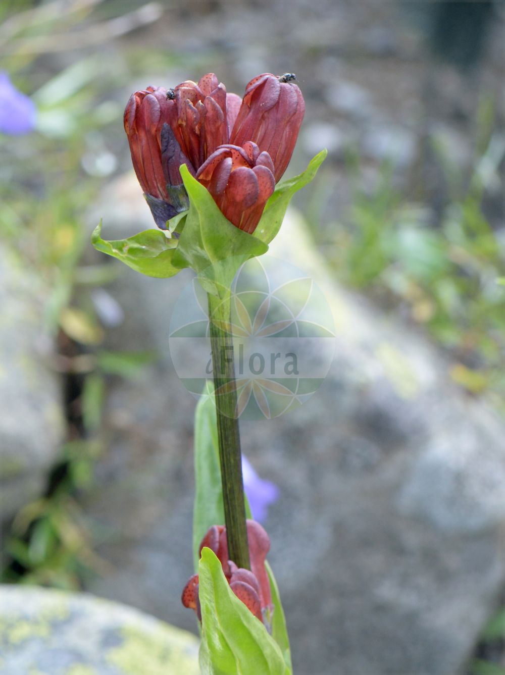 Gentiana purpurea - Gentianaceae,Plantae,Pteridobiotina,Angiosperms,Gentianales,Gentianaceae,Gentiana,Gentiana purpurea,Coilantha purpurea, Gentiana purpurea var. camtschatica, Gentiana purpurea var. intermedia, Gentiana purpurea var. kamtschatica, Gentiana purpurea var. lutea, Gentiana purpurea var. nana, Gentianusa purpurea, Pneumonanthe purpurea,Purpur-Enzian;Purpurroter Enzian;purple gentian;Gentiane pourpre;gentiane pourprée;Genziana porporina;genziana purpurea;röd tättuvad svingel;blauwe gentiaan;горечавка пурпурная;baggsöta;purpur-ensian