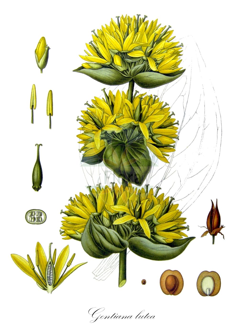 Gentiana lutea - Gentianaceae,Plantae,Pteridobiotina,Angiosperms,Gentianales,Gentianaceae,Gentiana,Gentiana lutea,Asterias lutea, Gentianusa lutea, Swertia lutea,Gelber Enzian;Großer Enzian;Bergfieberwurzel;Gewöhnlicher Gelber Enzian;Edler Enzian;Gebräuchlicher Enzian;Gemeiner Enzian;Bitterwurz;yellow gentian;great yellow gentian;Gentiane jaune;grande gentiane;jansonna;quinquina indigène;genciana amarilla;agenciana;chansana;chonzana;genciana;genciana mayor;junciana;quina;Genziana maggiore;genziana gialla;röda vinbär;geele gentiaan;gele gentiaan;argençana;argençana-dos-pastores;genciana;genciana-amarela;genciana-das-boticas;genciana-das-farmácias;grande-genciana;горечавка жёлтая;sarı afat;gencianë;sanza;genciana groga;genciana vera;žuti srčanik;röd amarant;gull gentiån;gullgentiana;goryczka żółta;košutnik;navadni košutnik;rumeni svišč;sárga tárnics;hořec žlutý;ghințură galbenă;horec žltý;horiepnik žltý;тирлич жовтий;жълта тинтява;жута шириштара;обична линцура;γεντιανή κιτρίνη