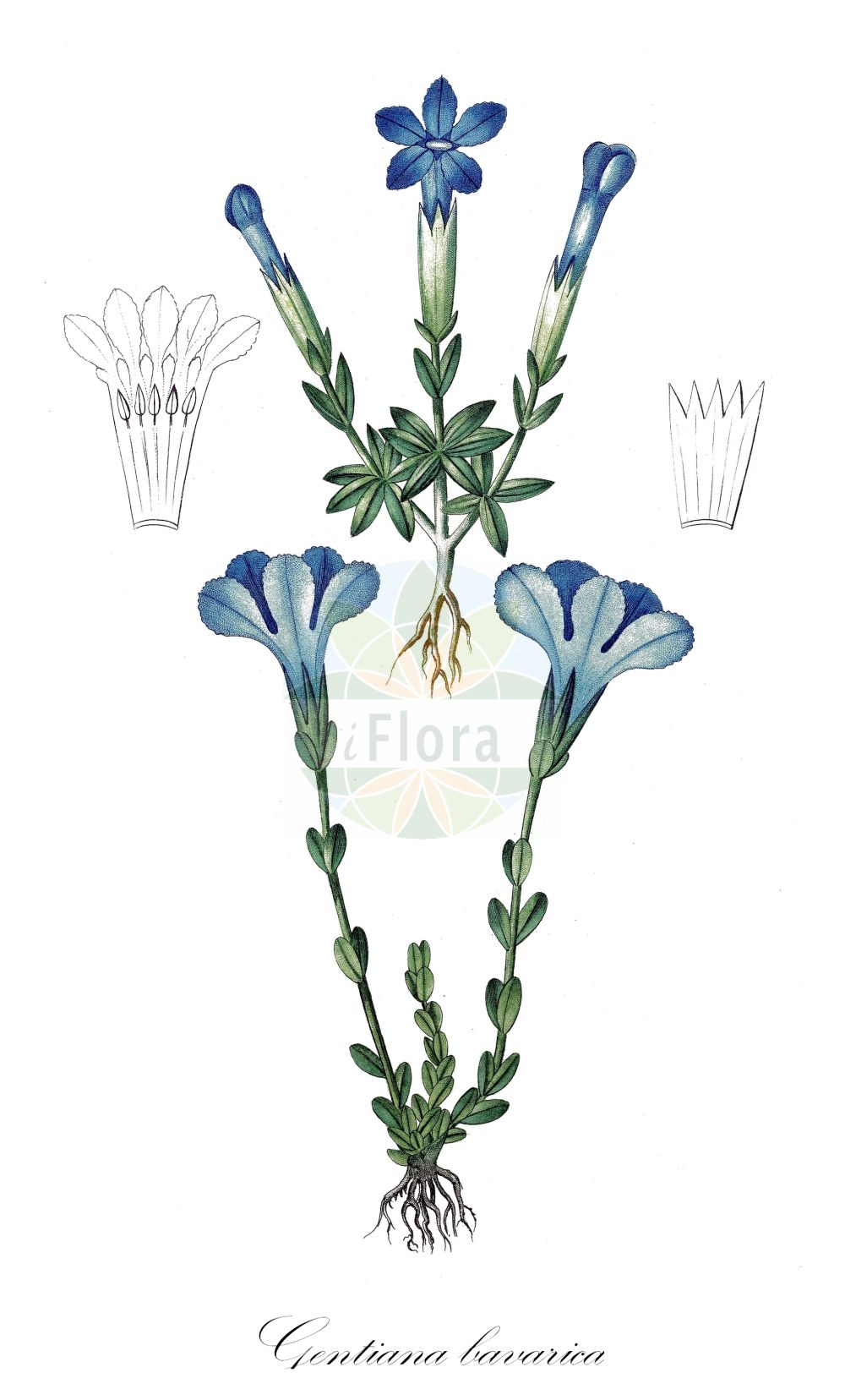 Gentiana bavarica - Gentianaceae,Plantae,Pteridobiotina,Angiosperms,Gentianales,Gentianaceae,Gentiana,Gentiana bavarica,Calathiana bavarica, Ericala bavarica, Ericoila bavarica, Ricoila bavarica,Bayerischer Enzian;Bayrischer Enzian;Kurzstieliger Bayerischer Enzian;Langstieliger Bayerischer Enzian;bavarian gentian;Gentiane de Bavière;Gentiane subacaule;Genziana bavarese;горечавка баварская;горечавка круглолистная