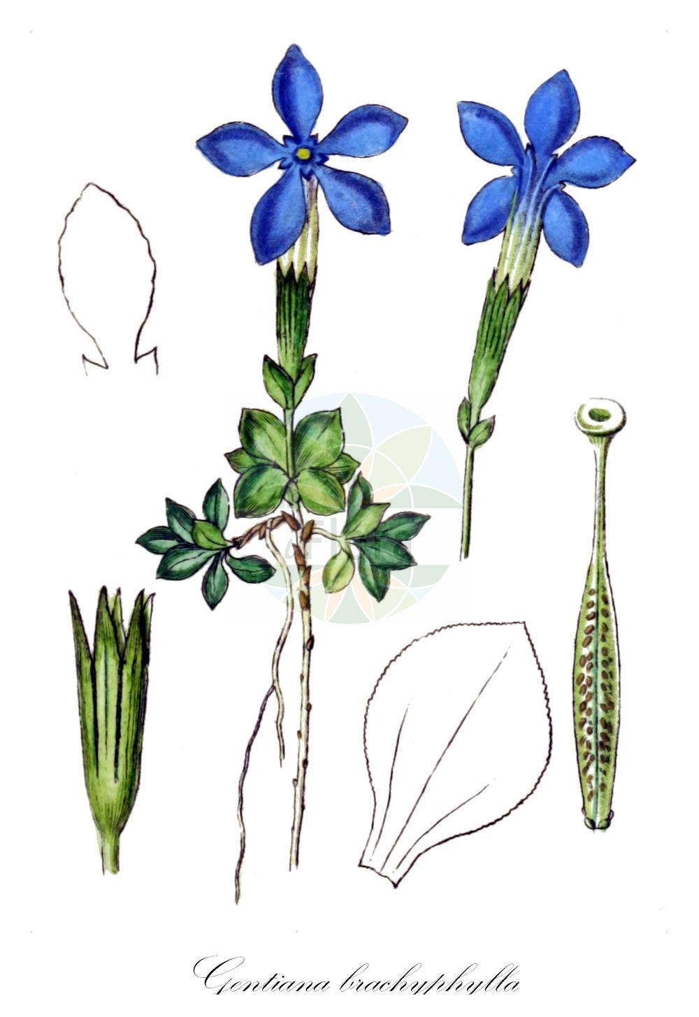 Gentianaceae