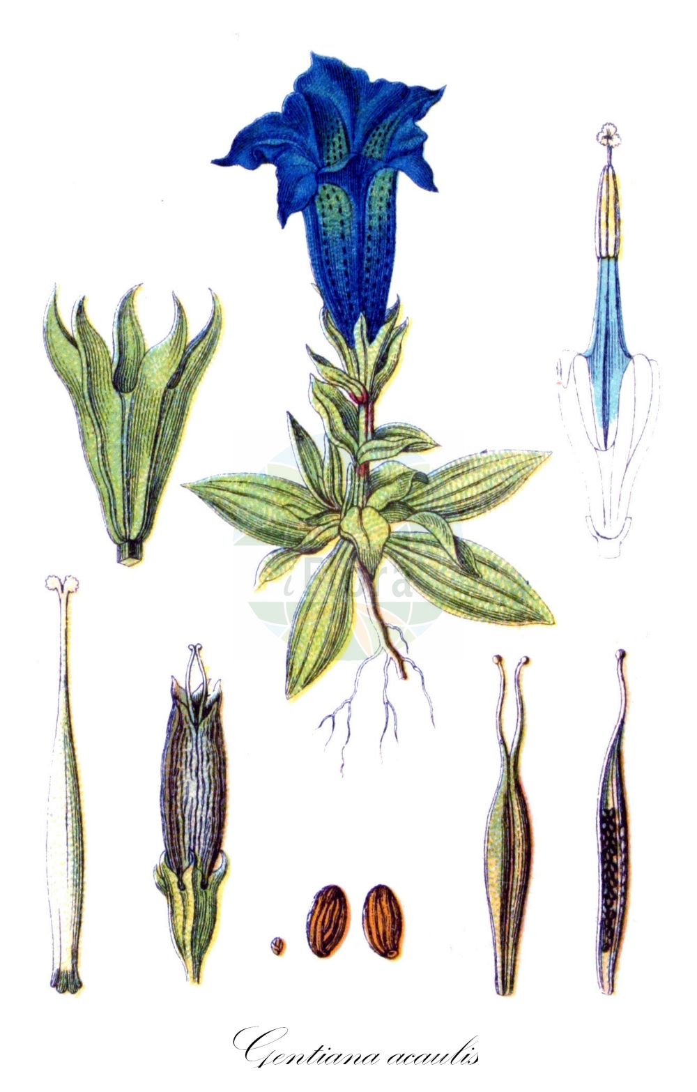 Gentiana acaulis - Gentianaceae,Plantae,Pteridobiotina,Angiosperms,Gentianales,Gentianaceae,Gentiana,Gentiana acaulis,Ciminalis acaulis, Ciminalis acaulis, Gentiana grandiflora, Gentianusa acaulis, Lexipyretum acaule, Pneumonanthe acaulis, Pneumonanthe grandiflora, Thylacitis grandiflora,Silikat-Glocken-Enzian;Kiesel-Glocken-Enzian;Stengelloser Enzian;Stängelloser Enzian;Keulen-Enzian;Kochs Enzian;stemless gentian;trumpet gentian;gentian;Gentiane de Koch;Grande gentiane calcifuge;gentiane acaule;gentiane à tige courte;gentiane à grandes fleurs;gentianelle;genciana alpina;cluchitos;genciana;genciana azul;Genziana di Koch;genziana acaule;Kochs gentiaan;бесстебельная горечавка;горечавка бесстебельная;горечавка вырезанная;горечавка Коха;genciana acaule;Kohov srčanik;alpgentiana;Kochov svišč;széleslevelű tárnics;hořec bezlodyžný;cupă;horec bezbyľový;тирлич безстебловий;безстъблена тинтява;велемун