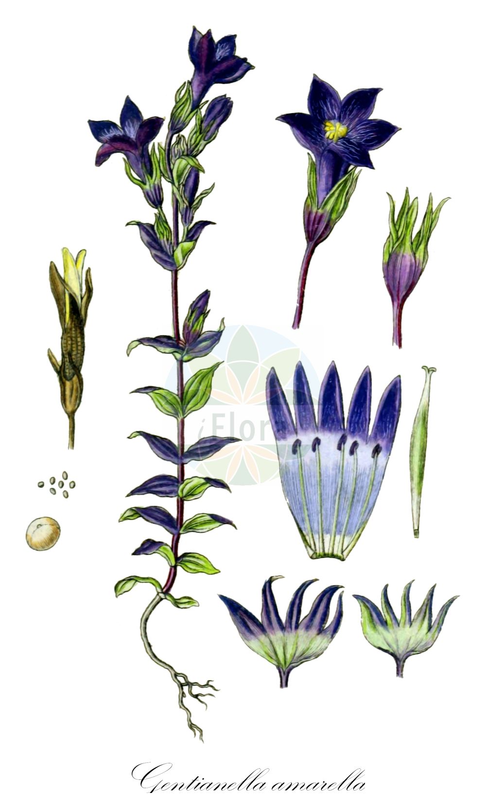 Gentianella amarella - Gentianaceae,Plantae,Pteridobiotina,Angiosperms,Gentianales,Gentianaceae,Gentianella,Gentianella amarella,Eyrythalia pulchella, Gentiana amarella, Gentiana germanica subsp. amarella, Gentiana pulchella, Gentianella amarella subsp. euamarella, Gentianusa amarella, Opsantha amarella,Bitterer Fransenenzian;Bitterer Kranzenzian;Bitterer Enzian;Achselständiger Bitterer Fransenenzian;autumn gentian;autumn dwarf gentian;Gentiane amère;Genziana amarella;genzianella amarella;slanke gentiaan;горечавочка луговая;стародубка;ängsgentiana;smalbægret ensian;goryczka gorzkawa;goryczuszka gorzkawa;onoe-rindô;オノエリンドウ;csinos tárnicska;hořeček nahořklý;horček horký;тирличничок осінній;истинска орчивка;mõru emajuureke;rūgtā drudzenīte;bittersøte;horkkakatkero;равен;pievinė gencijonėlė
