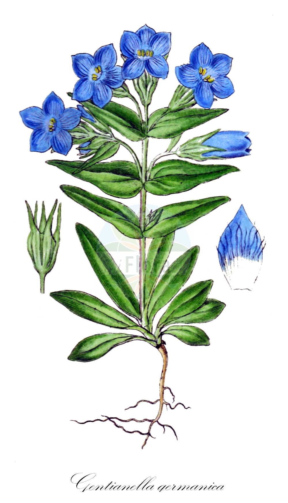 Gentianella germanica - Gentianaceae,Plantae,Pteridobiotina,Angiosperms,Gentianales,Gentianaceae,Gentianella,Gentianella germanica,Eyrythalia germanica, Eyrythalia uniflora, Gentiana amarella, Gentiana amarella subsp. germanica, Gentiana amarella var. germanica, Gentiana campestriformis, Gentiana campestris, Gentiana compacta, Gentiana critica, Gentiana flava, Gentiana flavescens, Gentiana flavicans, Gentiana germanica, Gentiana germanica, Gentiana germanica prol. campestriformis, Gentiana germanica subsp. semleri, Gentiana germanica var. minor, Gentiana germanica var. ramosissima, Gentiana macrocalyx, Gentiana murbeckii, Gentiana obliqua, Gentiana petrogradiana, Gentiana polymorpha, Gentiana polymorpha subsp. solstitialis, Gentiana praematura, Gentiana pseudogermanica, Gentiana serbica, Gentiana solstitialis, Gentiana uechtritzii, Gentiana wettsteinii, Gentianella germanica subsp. saxonica, Gentianella germanica subsp. semleri, Gentianella germanica subsp. solstitialis, Gentianella polymorpha, Gentianella saxonica, Gentianella solstitialis, Hippion amarella, Opsanthe flava, Opsanthe germanica, Opsanthe obtusifola,Deutscher Fransenenzian;Deutscher Kranzenzian;Deutscher Enzian;Gewöhnlicher Deutscher Fransenenzian;Rätischer Deutscher Fransenenzian;Semlers Deutscher Fransenenzian;Sommerlicher Deutscher Fransenenzian;Sonnenwend-Enzian;Rätischer Enzian;chiltern gentian;Gentiane estivale;Gentiane rhétique;Gentiane d'automne;gentiane d'Allemagne;gentiane germanique;Genziana germanica;genzianella germanica;Duitse gentiaan;горечавка германская;četverosrha vladisavka;goryczka Wettsteina;goryczuszka Wettsteina;nemški siščevec;német tárnics;hořeček německý;hořeček německý letní;horček nemecký;немска горчивка