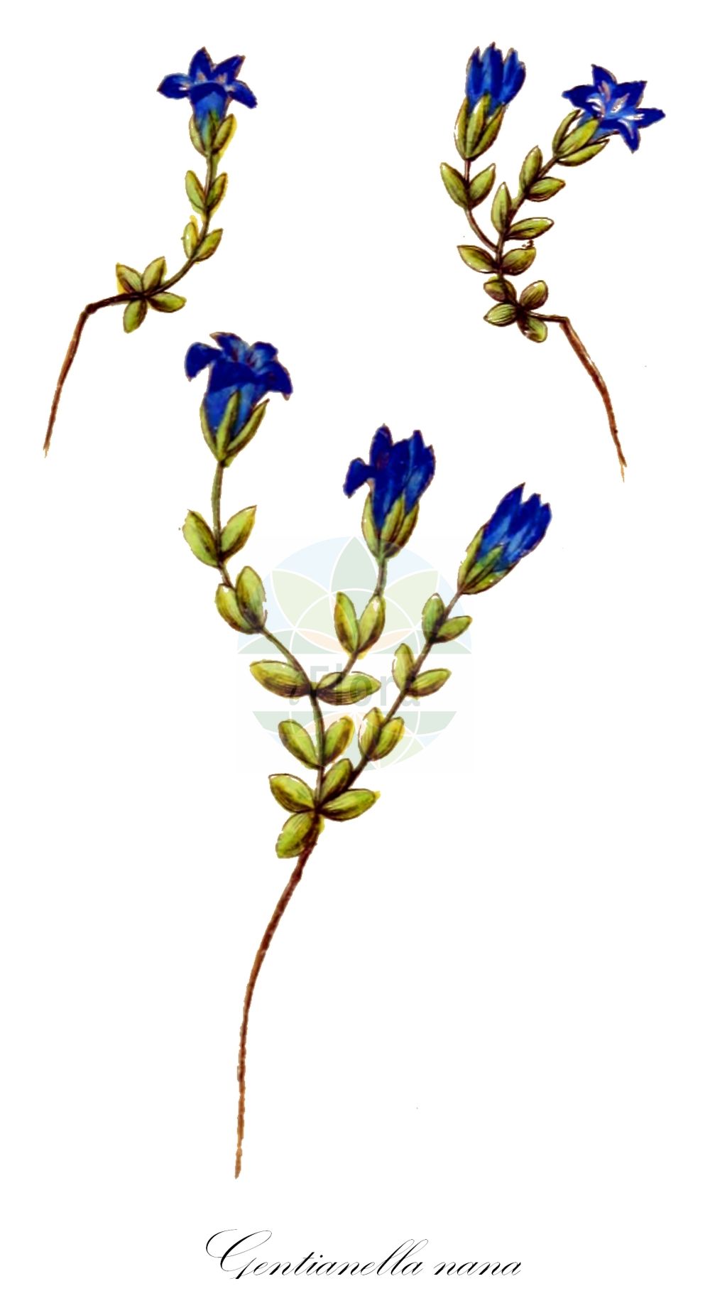 Comastoma nanum - Gentianaceae,Plantae,Pteridobiotina,Angiosperms,Gentianales,Gentianaceae,Comastoma,Comastoma nanum,Gentiana glacialis var. pumila, Gentiana nana, Gentiana tenella f. nana, Gentiana tenella var. nana, Gentianella nana, Lomatogonium nanum,Zwerg-Fransenenzian;Zwerg-Enzian;Zwerg-Haarschlund;gentiane naine;genzianella nana;горечавка вильчатая;горечавка карликовая;горечавка нежная;горечавочка нежная;комастома нежная;комастома тоненькая;ломатогониум нежный;хохлатоустка нежная