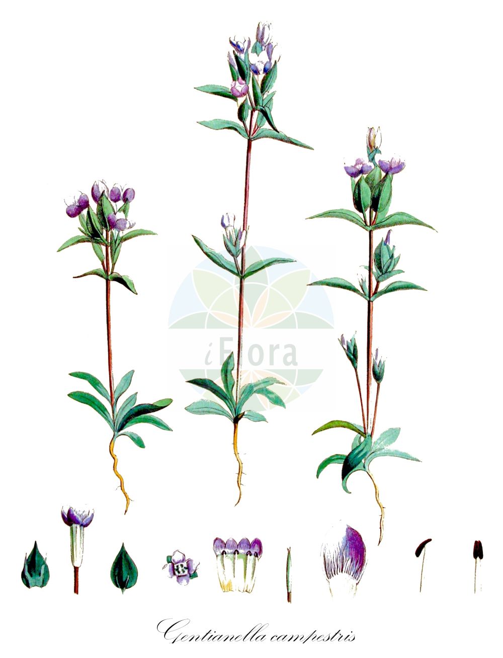 Gentianella campestris - Gentianaceae,Plantae,Pteridobiotina,Angiosperms,Gentianales,Gentianaceae,Gentianella,Gentianella campestris,Cicendia campestris, Eyrythalia campestris, Gentiana campestris, Gentianella campestris, Gentianusa campestris,Feld-Fransenenzian;Feld-Kranzenzian;Feld-Enzian;Isländischer Feld-Fransenenzian;Schwedischer Feld-Fransenenzian;Insubrischer Enzian;Baltischer Feld-Enzian;Baltischer Kranzenzian;field gentian;Gentiane champêtre;Gentiane d'Insubrie;gentiane des champs;gentianelle;Genziana insubrica;genzianella campestre;veldgentiaan;горечавочка полевая;genciana campestre;fältgentiana;bredbægret ensian;goryczka polna;goryczuszka polna;tárnicska;hořeček ladní;horček poľný;põld-emajuureke;lauka drudzenīte;bakkesøte;ketokatkero;maríuvöndur;ganyklinė gencijonėlė