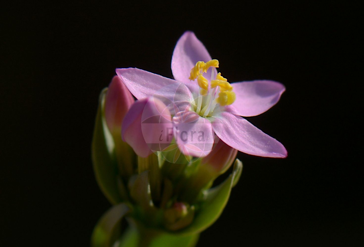 Centaurium erythraea - Gentianaceae,Plantae,Pteridobiotina,Angiosperms,Gentianales,Gentianaceae,Centaurium,Centaurium erythraea,Centaurium centaurium, Centaurium erythraea subsp. austriacum, Centaurium minus, Centaurium minus subsp. austriacum, Chironia centaurium, Erythraea centaurium, Erythraea centaurium, Erythraea vulgaris, Gentiana centaurium, Gonipia linearis,Echtes Tausendgüldenkraut;Rötliches Tausendgüldenkraut;Fieberkraut;Erdgallenkraut;Tausendgüldenkraut;Erdgalle;Rother Aurin;common centaury;drug centaury;european centaury;Petite centaurée rouge;petite centaurée;erythrée centaurée;érythrée centaurée;érythrée petite-centaurée;herbe à la fièvre;herbe au centaure;amargón;centaura menor;hierba de le hiel;quina;Centauro maggiore;centaurea minore;duizenguldenkruid;echt duizendguldenkruid;centáurea-comum;centáurea-menor;fel-da-terra;золототясычник обыкновенный;kırmızı kantaron;bar ethesh;bari i ethes;centaura menor;herba de Santa Margarida;štitasta kičica;flockarun;almindelig mark-tusindgylden;mark-tusindgylden;centuria pospolita;centuria zwyczajna;benibanasenburi;ベニバナセンブリ;navadna tavžentroža;kis ezerjófű;százforintosfű;zeměžluč lékařská;zeměžluč obecná;zeměžluč okolíkatá;fierea pămîntului;zemežlč horká pravá;zemežlč menšia;золототисячник малий;обикновен червен кантарион;harilik maasapp;čemuru augstiņš;skjermgylden;мала кичица;обична кичица;arbaz sochechani;עַרְבָּז סוֹכְכָנִי;skėtinė širdažolė