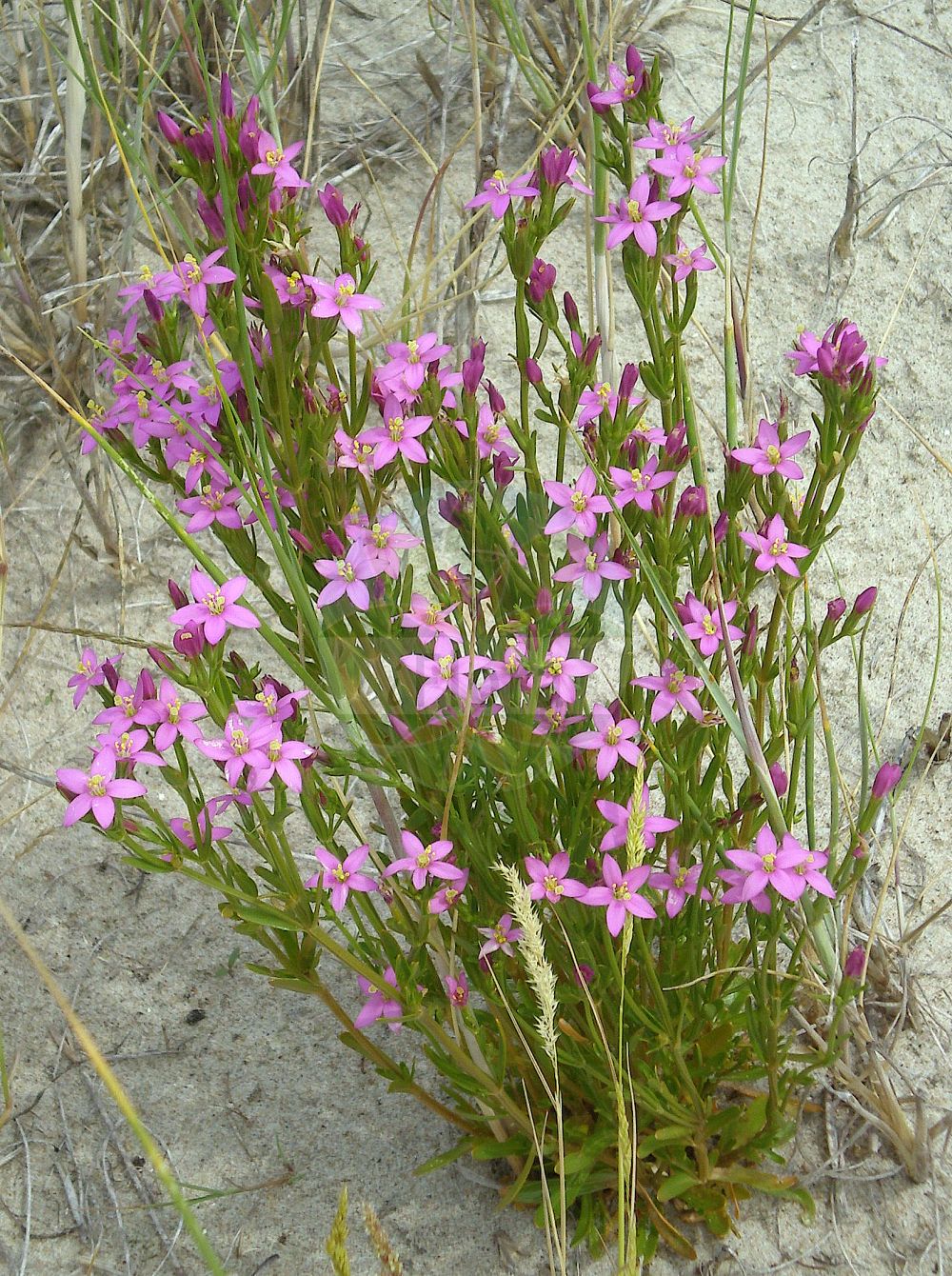 Centaurium littorale - Gentianaceae,Plantae,Pteridobiotina,Angiosperms,Gentianales,Gentianaceae,Centaurium,Centaurium littorale,Chironia littoralis, Erythraea littoralis, Erythraea tenuifolia subsp. littoralis,Strand-Tausendgüldenkraut;Salz-Tausendgüldenkraut;Behaartes Strand-Tausendgüldenkraut;seaside centaury;érythrée à feuilles de lin;petite centaurée du littoral;centauro a foglie strette;strandduizendguldenkruid;золототысячник приморский;kustarun;almindelig strand-tusindgylden;strand-tusindgylden;centuria nadbrzeżna;lápi ezerjófű;zeměžluč přímořská;zemežlč obyčajný;linalehine maasapp;jūrmalas augstiņš;tusengylden;isosappi;pajūrinė širdažolė