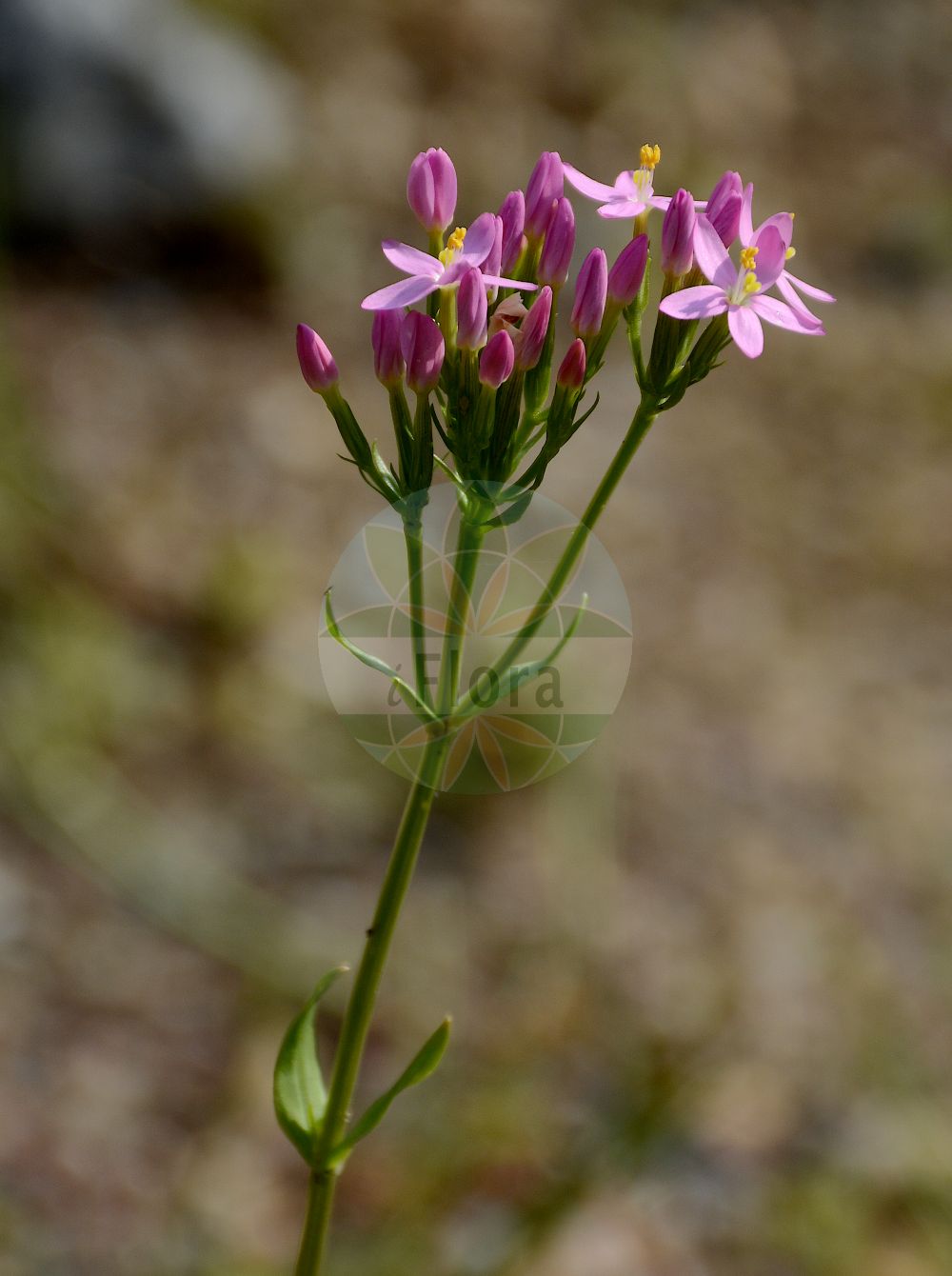 Centaurium pulchellum - Gentianaceae,Plantae,Pteridobiotina,Angiosperms,Gentianales,Gentianaceae,Centaurium,Centaurium pulchellum,Chironia centaurium var. pulchella, Chironia pulchella, Erythraea pulchella, Erythraea ramosissima var. minima, Erythraea ramosissima var. pulchella, Gentiana pulchella, Sabatia pulchella
