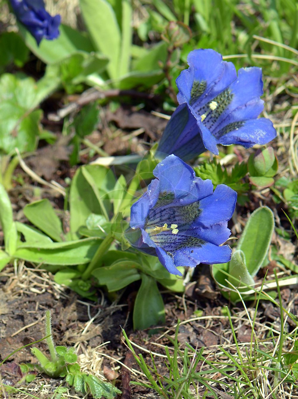 Gentiana acaulis - Gentianaceae,Plantae,Pteridobiotina,Angiosperms,Gentianales,Gentianaceae,Gentiana,Gentiana acaulis,Ciminalis acaulis, Ciminalis acaulis, Gentiana grandiflora, Gentianusa acaulis, Lexipyretum acaule, Pneumonanthe acaulis, Pneumonanthe grandiflora, Thylacitis grandiflora,Silikat-Glocken-Enzian;Kiesel-Glocken-Enzian;Stengelloser Enzian;Stängelloser Enzian;Keulen-Enzian;Kochs Enzian;stemless gentian;trumpet gentian;gentian;Gentiane de Koch;Grande gentiane calcifuge;gentiane acaule;gentiane à tige courte;gentiane à grandes fleurs;gentianelle;genciana alpina;cluchitos;genciana;genciana azul;Genziana di Koch;genziana acaule;Kochs gentiaan;бесстебельная горечавка;горечавка бесстебельная;горечавка вырезанная;горечавка Коха;genciana acaule;Kohov srčanik;alpgentiana;Kochov svišč;széleslevelű tárnics;hořec bezlodyžný;cupă;horec bezbyľový;тирлич безстебловий;безстъблена тинтява;велемун
