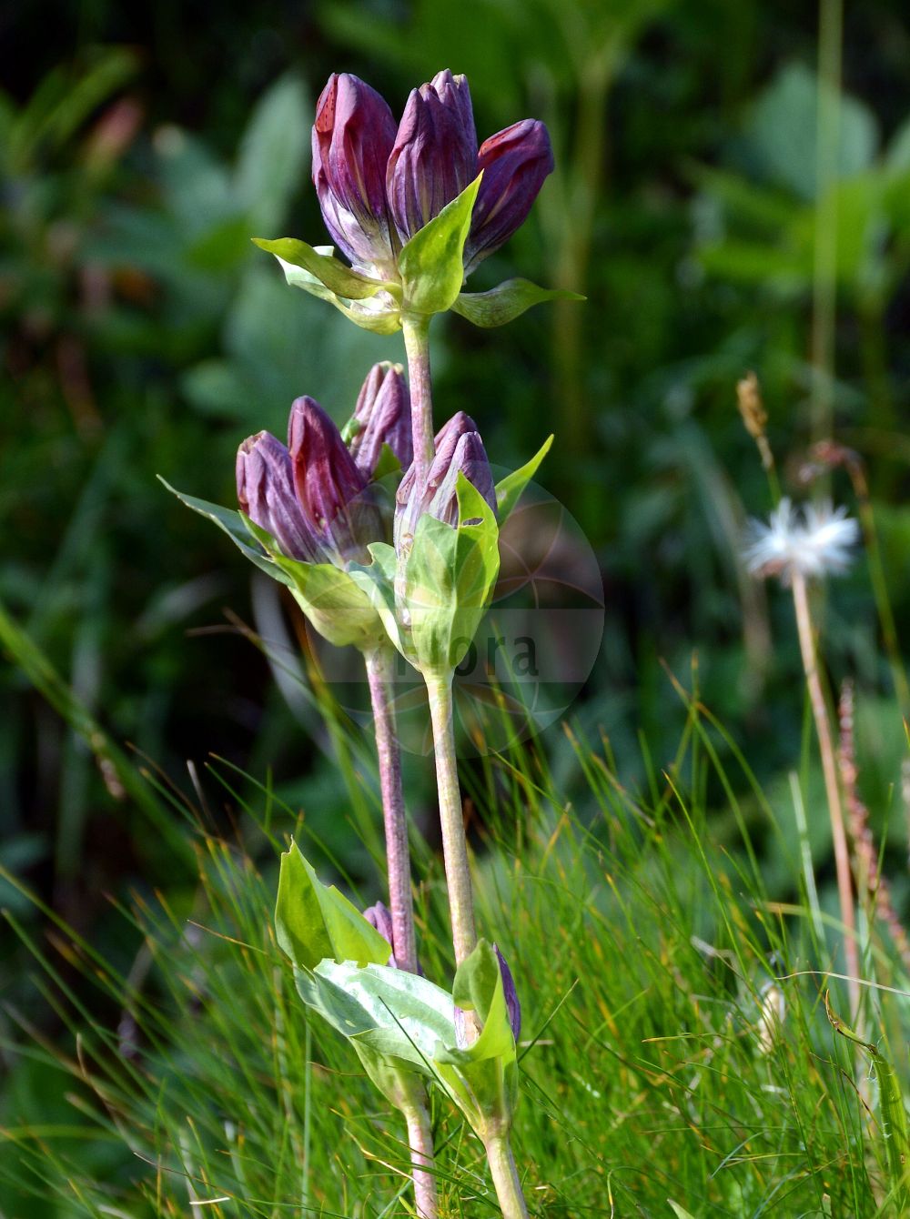 Gentiana pannonica - Gentianaceae,Plantae,Pteridobiotina,Angiosperms,Gentianales,Gentianaceae,Gentiana,Gentiana pannonica,Coilantha pannonica, Gentiana punctata, Gentiana purpurea, Gentiana purpurea var. pannonica, Gentiana semifida, Pneumonanthe pannonica,Ungarischer Enzian;Ungarn-Enzian;Ungarischer Enzian;Brauner Enzian;Ostalpen-Enzian;brown gentian;danube gentian;Gentiane de Hongrie;gentiane de Pannonie;Genziana rossigna;genziana pannonica;горечавка австрийская;panonski svišč;magyar tárnics;hořec panonský;horec panónsky