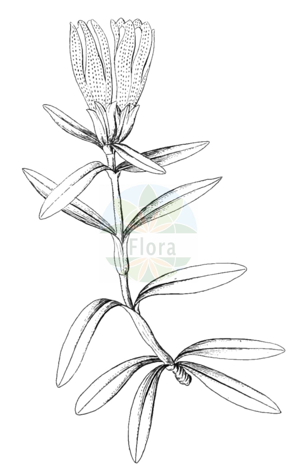 Gentiana frigida - Gentianaceae,Plantae,Pteridobiotina,Angiosperms,Gentianales,Gentianaceae,Gentiana,Gentiana frigida,Ciminalis algida, Ciminalis frigida, Dasystephana frigida, Gentiana albiflora, Gentiana nikoensis, Gentianodes frigida, Pneumonanthe frigida, Xolemia albiflora,Steirischer Enzian;Gletscher-Enzian;Tauern-Enzian;Kälte-Enzian;gentiane des frimas;gentiane des régions froides;genziana delle regioni fredde;горечавка студеная;goryczka przezroczysta;ghințurică;скална тинтява