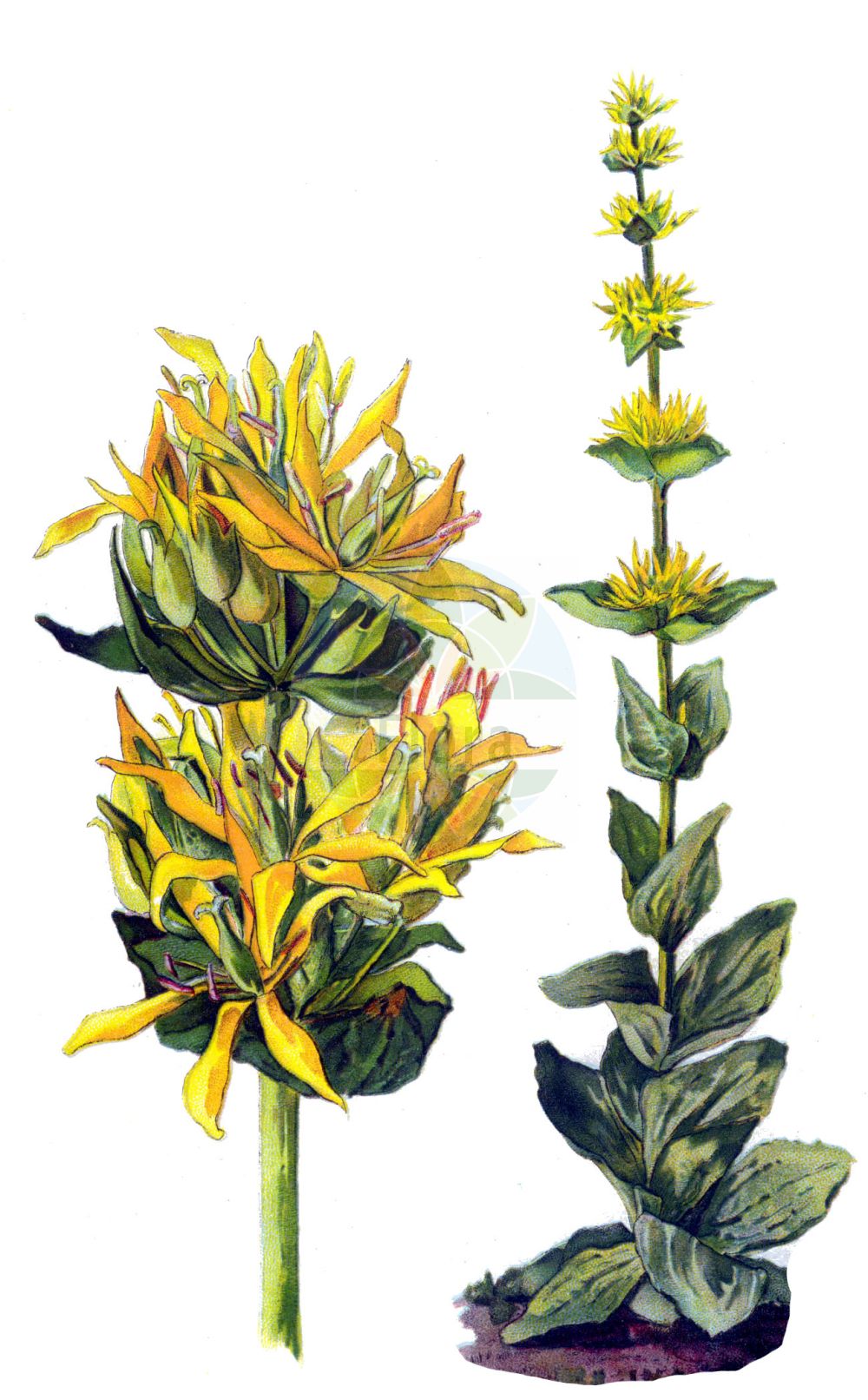 Gentiana lutea - Gentianaceae,Plantae,Pteridobiotina,Angiosperms,Gentianales,Gentianaceae,Gentiana,Gentiana lutea,Asterias lutea, Gentianusa lutea, Swertia lutea,Gelber Enzian;Großer Enzian;Bergfieberwurzel;Gewöhnlicher Gelber Enzian;Edler Enzian;Gebräuchlicher Enzian;Gemeiner Enzian;Bitterwurz;yellow gentian;great yellow gentian;Gentiane jaune;grande gentiane;jansonna;quinquina indigène;genciana amarilla;agenciana;chansana;chonzana;genciana;genciana mayor;junciana;quina;Genziana maggiore;genziana gialla;röda vinbär;geele gentiaan;gele gentiaan;argençana;argençana-dos-pastores;genciana;genciana-amarela;genciana-das-boticas;genciana-das-farmácias;grande-genciana;горечавка жёлтая;sarı afat;gencianë;sanza;genciana groga;genciana vera;žuti srčanik;röd amarant;gull gentiån;gullgentiana;goryczka żółta;košutnik;navadni košutnik;rumeni svišč;sárga tárnics;hořec žlutý;ghințură galbenă;horec žltý;horiepnik žltý;тирлич жовтий;жълта тинтява;жута шириштара;обична линцура;γεντιανή κιτρίνη
