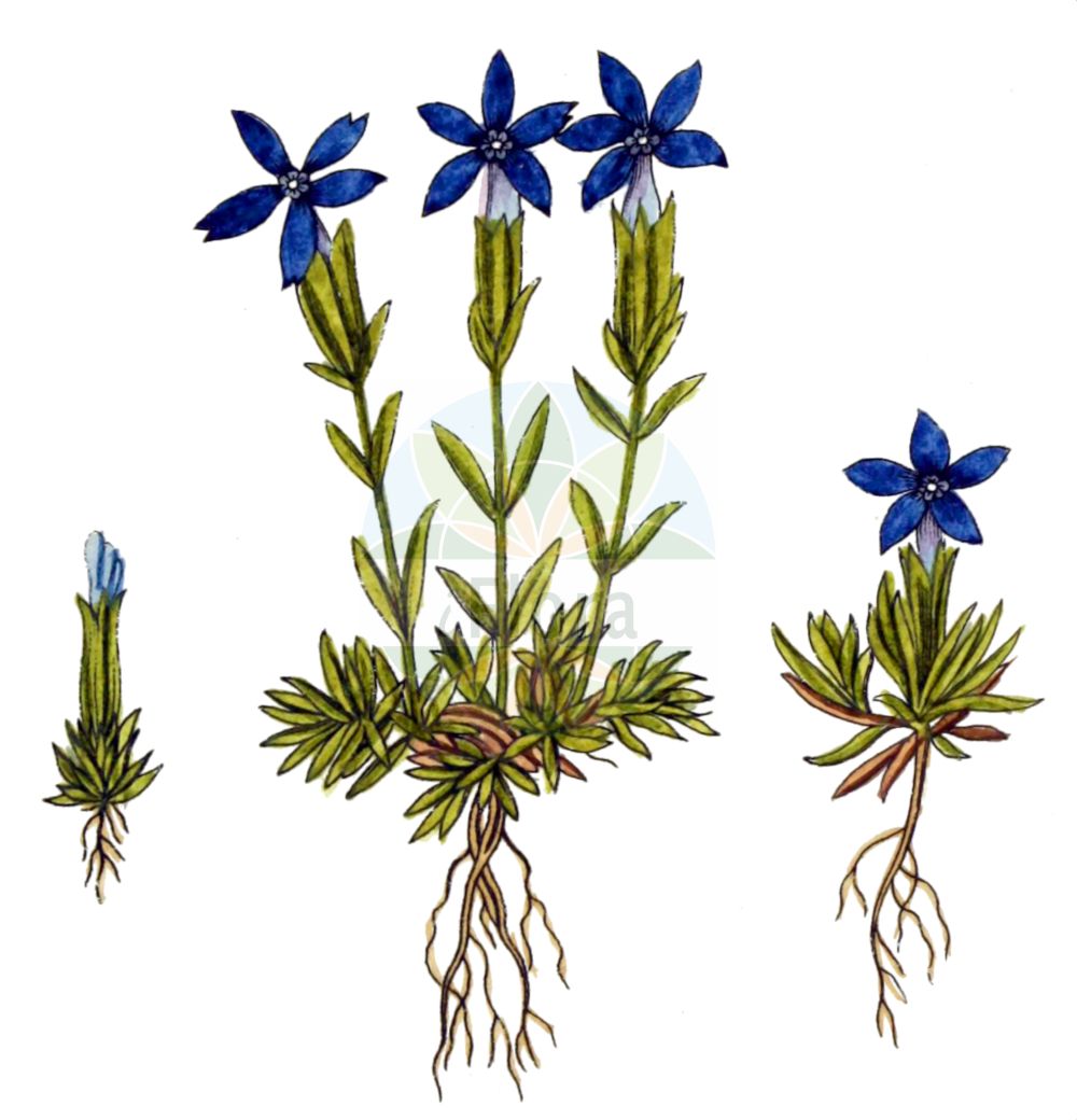 Gentiana pumila - Gentianaceae,Plantae,Pteridobiotina,Angiosperms,Gentianales,Gentianaceae,Gentiana,Gentiana pumila,Calathiana pumila, Ericala pumila, Ericoila pumila, Erythraea pumila, Gentiana verna subsp. pumila, Ricoila pumila,Zwerg-Enzian;gentiane peu élevée;genziana a foglie acute;горечавка малая;nizki svišč