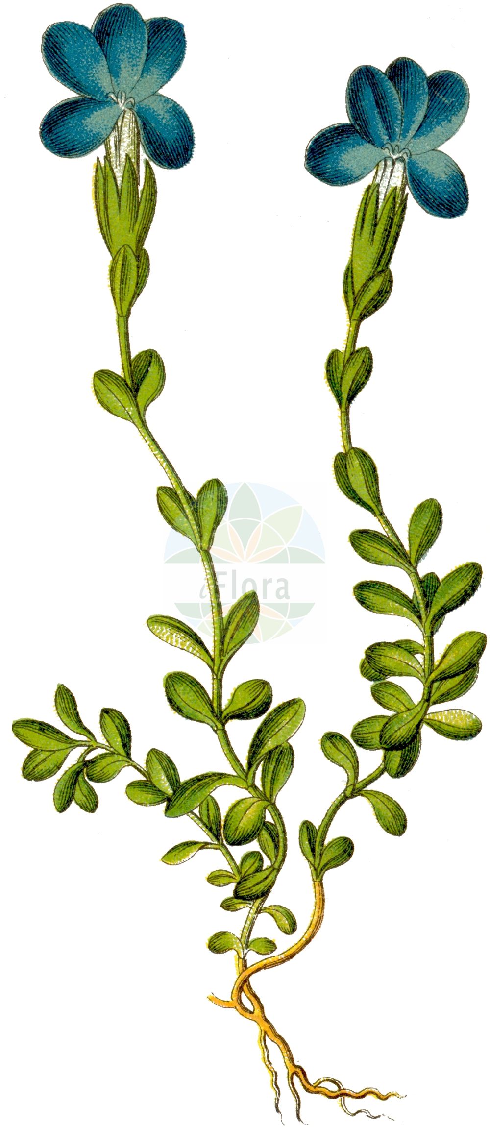 Gentiana bavarica - Gentianaceae,Plantae,Pteridobiotina,Angiosperms,Gentianales,Gentianaceae,Gentiana,Gentiana bavarica,Calathiana bavarica, Ericala bavarica, Ericoila bavarica, Ricoila bavarica,Bayerischer Enzian;Bayrischer Enzian;Kurzstieliger Bayerischer Enzian;Langstieliger Bayerischer Enzian;bavarian gentian;Gentiane de Bavière;Gentiane subacaule;Genziana bavarese;горечавка баварская;горечавка круглолистная