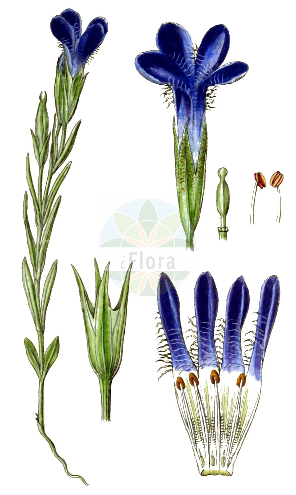 Gentianopsis ciliata - Gentianaceae,Plantae,Pteridobiotina,Angiosperms,Gentianales,Gentianaceae,Gentianopsis,Gentianopsis ciliata,Anthopogon ciliata, Crossopetalum ciliatum, Crossopetalum gentianoides, Gentiana ciliata, Gentianella ciliata, Gentianusa ciliata,Echter Fransenenzian;Fransen-Enzian;Gefranster Enzian;Fransenenzian;fringed gentian;Gentiane ciliée;Genziana sfrangiata;franjegentiaan;горечавка реснитчатая;горечавник реснитчатый;горечавочка реснитчатая;горечавочник реснитчатый;kirpikli boduran;gencianëz;genciana ciliada;trepavičavi srčanik;goryczka orzęsiona;goryczuszka orzęsiona;resasti siščevec;prémes tárnics;prémes tárnicska;hořec brvitý;hořečec brvitý;trambita ciobanului;horec brvitý;pahorec brvitý;ресничеста горяивка;ресничеста тинтявка;равен;трепавичаста шириштара