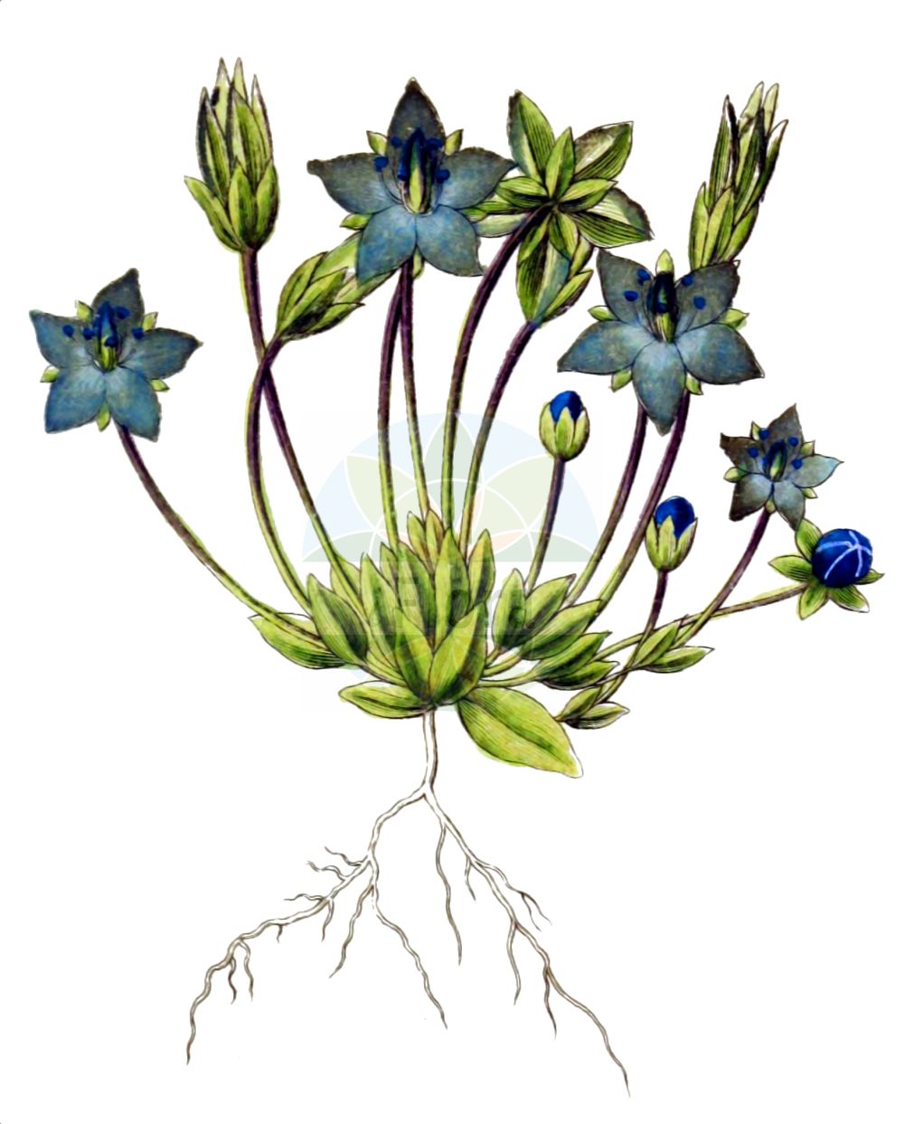Lomatogonium carinthiacum - Gentianaceae,Plantae,Pteridobiotina,Angiosperms,Gentianales,Gentianaceae,Lomatogonium,Lomatogonium carinthiacum,Eyrythalia carinthiaca, Gentiana carinthiaca, Gentiana rotata, Gentianella carinthiaca, Pleurogyne carinthiaca, Pleurogyne carinthiaca, Pleurogyne carinthiacum var. cordifolium, Swertia carinthiaca,Kärntner Saumnarbe;Tauernblümchen;lomatogonium;Lomatogonium de Carinthie;pleurogyne de Carinthie;Genzianella di Carinzia;ломатогониум каринтийский;safraotu;himesenburi;ヒメセンブリ;ochincel de Carintia;lèi zhù huā;肋柱花