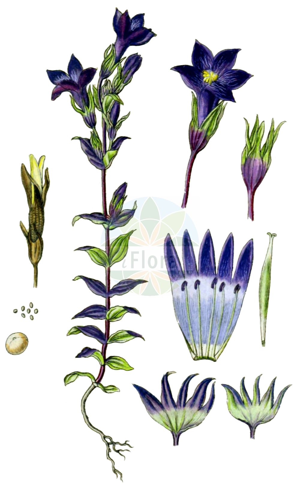 Gentianella amarella - Gentianaceae,Plantae,Pteridobiotina,Angiosperms,Gentianales,Gentianaceae,Gentianella,Gentianella amarella,Eyrythalia pulchella, Gentiana amarella, Gentiana germanica subsp. amarella, Gentiana pulchella, Gentianella amarella subsp. euamarella, Gentianusa amarella, Opsantha amarella,Bitterer Fransenenzian;Bitterer Kranzenzian;Bitterer Enzian;Achselständiger Bitterer Fransenenzian;autumn gentian;autumn dwarf gentian;Gentiane amère;Genziana amarella;genzianella amarella;slanke gentiaan;горечавочка луговая;стародубка;ängsgentiana;smalbægret ensian;goryczka gorzkawa;goryczuszka gorzkawa;onoe-rindô;オノエリンドウ;csinos tárnicska;hořeček nahořklý;horček horký;тирличничок осінній;истинска орчивка;mõru emajuureke;rūgtā drudzenīte;bittersøte;horkkakatkero;равен;pievinė gencijonėlė