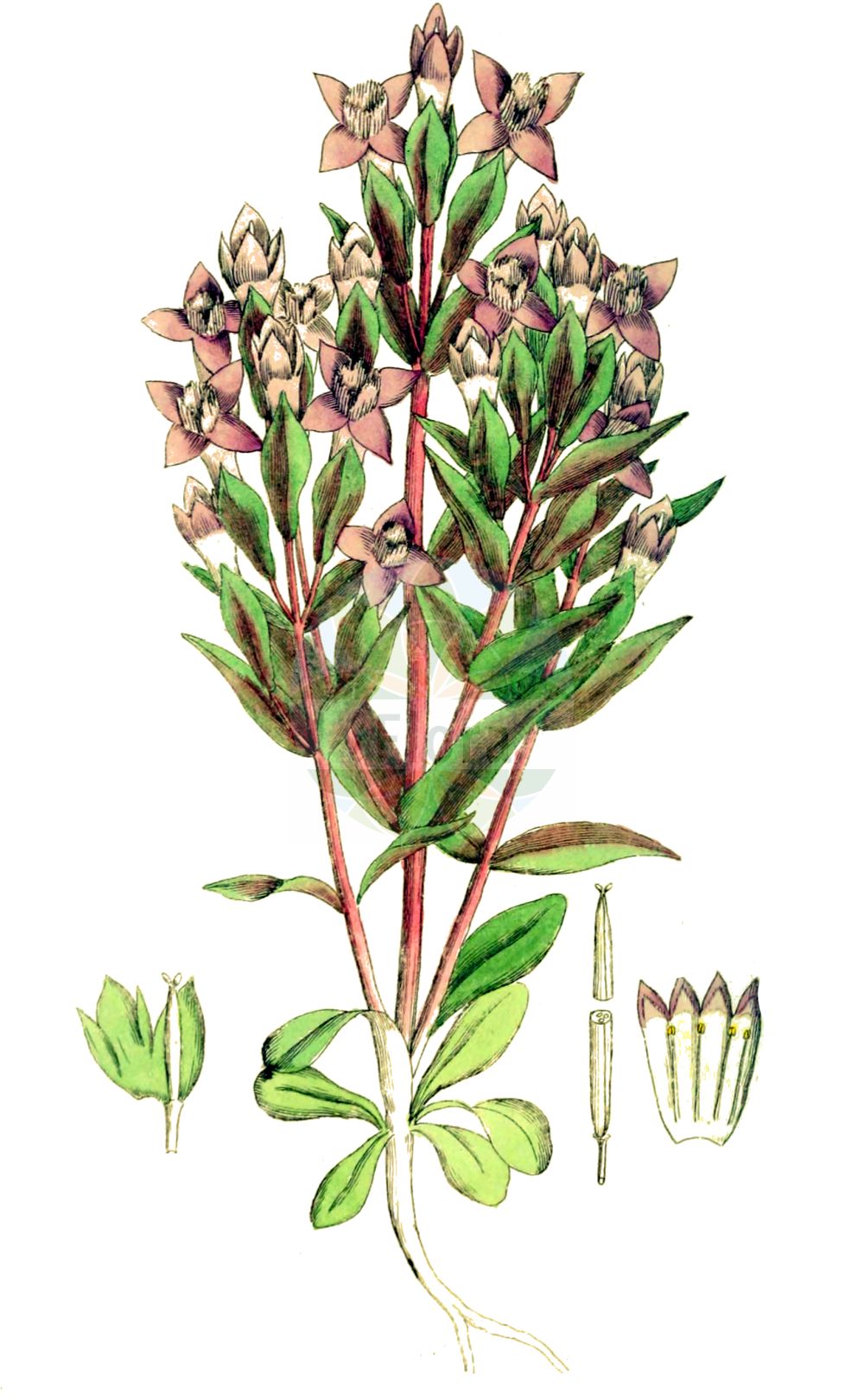 Gentianella campestris - Gentianaceae,Plantae,Pteridobiotina,Angiosperms,Gentianales,Gentianaceae,Gentianella,Gentianella campestris,Cicendia campestris, Eyrythalia campestris, Gentiana campestris, Gentianella campestris, Gentianusa campestris,Feld-Fransenenzian;Feld-Kranzenzian;Feld-Enzian;Isländischer Feld-Fransenenzian;Schwedischer Feld-Fransenenzian;Insubrischer Enzian;Baltischer Feld-Enzian;Baltischer Kranzenzian;field gentian;Gentiane champêtre;Gentiane d'Insubrie;gentiane des champs;gentianelle;Genziana insubrica;genzianella campestre;veldgentiaan;горечавочка полевая;genciana campestre;fältgentiana;bredbægret ensian;goryczka polna;goryczuszka polna;tárnicska;hořeček ladní;horček poľný;põld-emajuureke;lauka drudzenīte;bakkesøte;ketokatkero;maríuvöndur;ganyklinė gencijonėlė