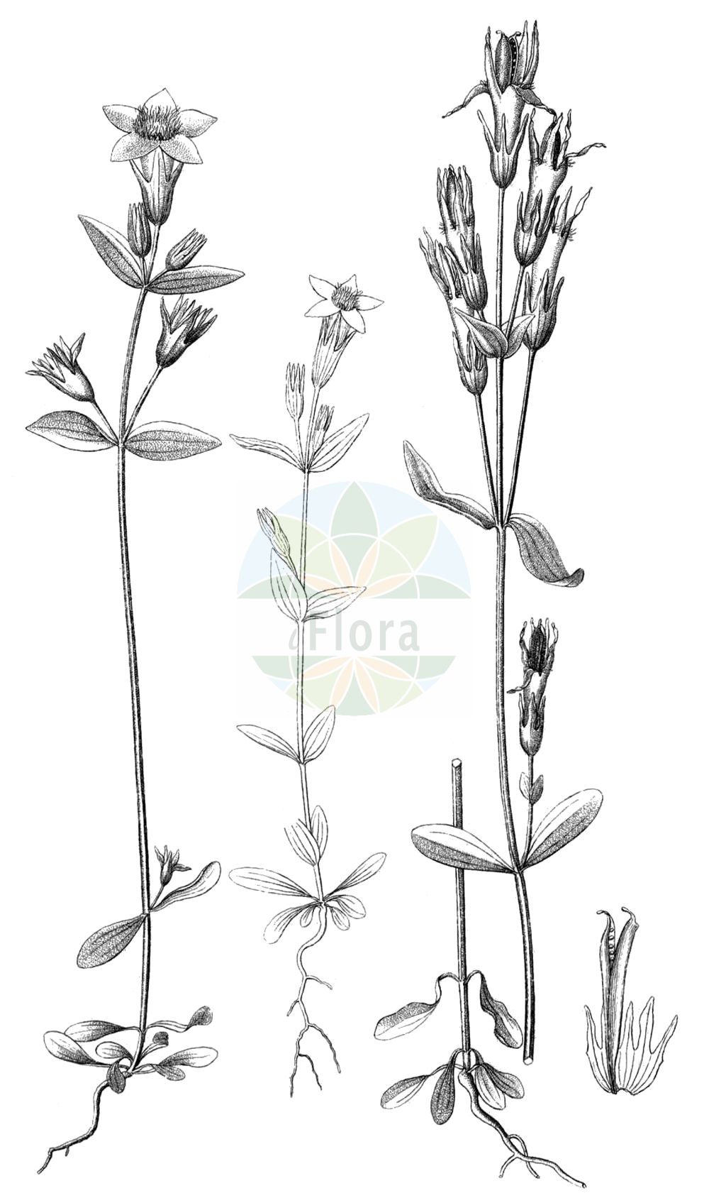Gentianella lutescens - Gentianaceae,Plantae,Pteridobiotina,Angiosperms,Gentianales,Gentianaceae,Gentianella,Gentianella lutescens,Gentiana lutescens, Gentiana praecox,Karpaten-Fransenenzian;Karpaten-Kranzenzian;Gelblicher Fransenenzian;Gewöhnlicher Karpaten-Fransenenzian;carpathian gentian;gentiane des Carpates;genzianella dei Carpazi;горечавка карпатская;горечавочка карпатская;gencianëz;goryczka wczesna;goryczuszka wczesna;zgodnji siščevec;hořeček žlutavý;hořeček žlutavý karpatský;horček žltkastý;horček žltkastý karpatský;жълтеникава горчивка