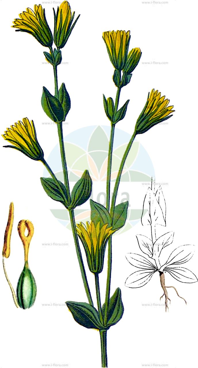 Blackstonia perfoliata - Gentianaceae,Plantae,Pteridobiotina,Angiosperms,Gentianales,Gentianaceae,Blackstonia,Blackstonia perfoliata,Centaurium perfoliatum, Chironia perfoliata, Chlora perfoliata, Gentiana perfoliata, Pleurimaria perfoliata, Seguiera perfoliata,Durchwachsenblättriger Bitterling;Bitterling;Durchwachsener Bitterling;Später Bitterling;Spätblühender Bitterling;Verwachsenblättriger Bitterling;Herbst-Bitterling;Sommer-Bitterling;yellow-wort;Blackstonie perfoliée;chlorette;centaurée jaune;centaurée perfoliée;chlore perfoliée;canchalagua española;centáura;centáura amarilla;centáura de flor amarilla;clora perfoliada;perfoliada;Centauro giallo;blackstonia perfogliata;winterbitterling;zomerbitterling;centáurea-menor-perfolhada;centáurea-pequena-frondosa;sempreviva;блэкстония пронзённолистная;deli şıra;flashtër;clora;jednožilna žuška;preraslolistna grenčica;gyikpohár;žlutnice prorostlá;zarcanka prerastaná pravá;блекстонія пронизанолиста;пронизанодистна блекстония;језерница;саланчић;chavvarit charuzah;חַוָּרִית חֲרוּזָה