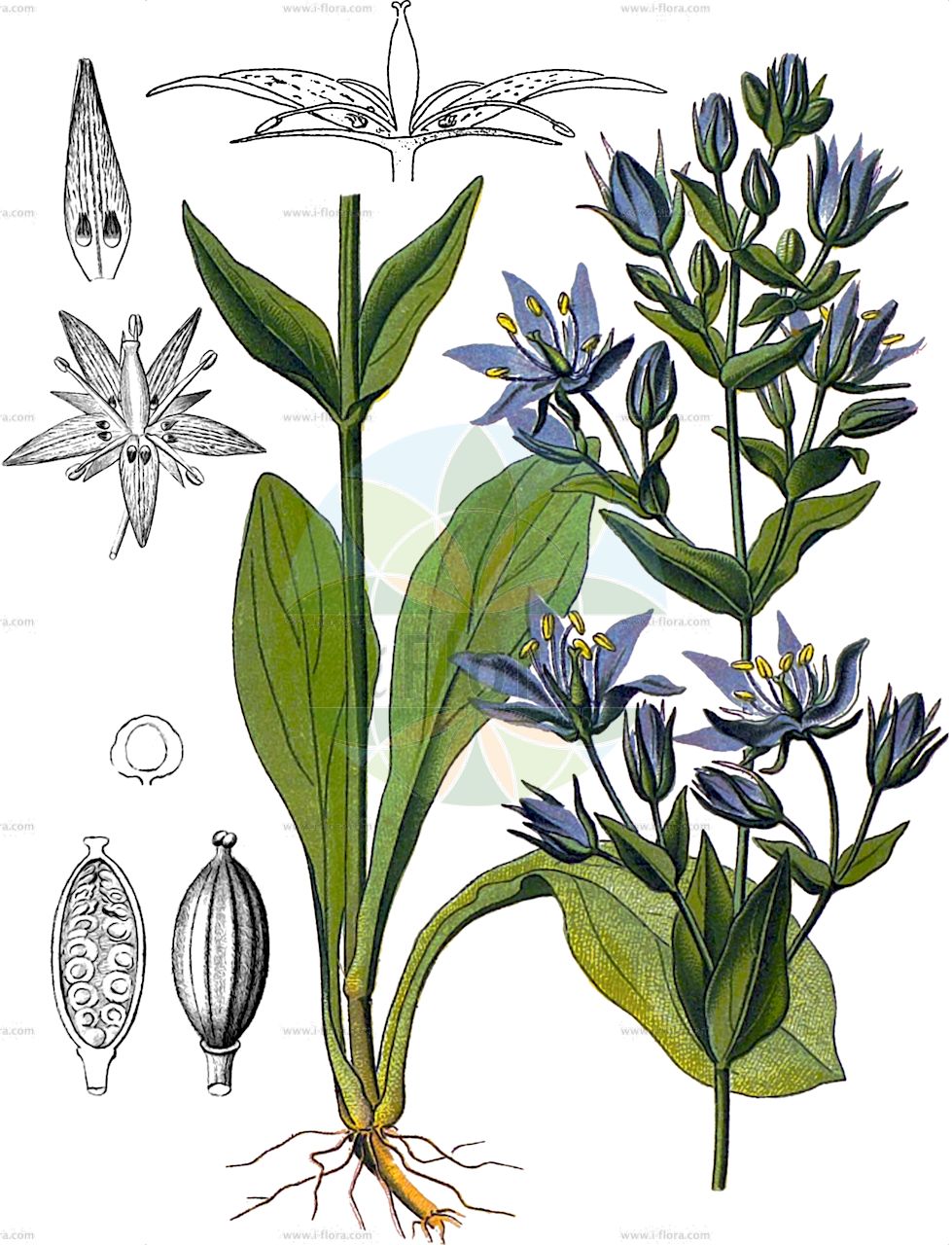 Swertia perennis - Gentianaceae,Plantae,Pteridobiotina,Angiosperms,Gentianales,Gentianaceae,Swertia,Swertia perennis,Blepharaden perennis, Gentiana swertia,Blauer Sumpfstern;Blauer Tarant;Gewöhnlicher Blauer Sumpfstern;Tarant;Montaner Blauer Sumpfstern;Sumpfenzian;Moorenzian;Gebirgs-Blauer Sumpfstern;felwort;marsh felwort;star swertia;Swertie vivace;Genzianella stellata;swertia perenne;сверция многолетняя;esvèrtia;tarant;niebielistka trwała;swercja trwała;miyama-akebono-sô;ミヤマアケボノソウ;trpežna svercija;évelő gyásztárnics;kropenáč vytrvalý;kropenáč trváci;сверція альпійська;сверція багаторічна;многогодишна сверция;püsiksannikas;ziemas svertija;пикобојка;daugiametis patvenis;běi wēn dài zhāng yá cài;北温带獐牙菜