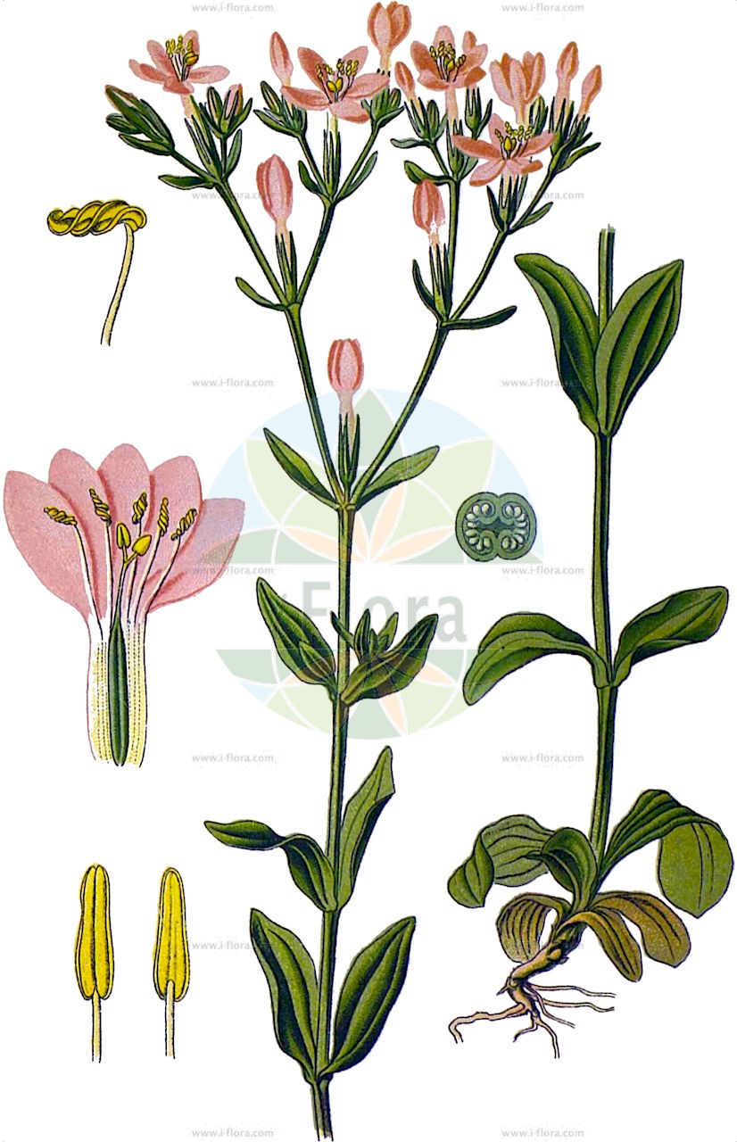 Centaurium erythraea - Gentianaceae,Plantae,Pteridobiotina,Angiosperms,Gentianales,Gentianaceae,Centaurium,Centaurium erythraea,Centaurium centaurium, Centaurium erythraea subsp. austriacum, Centaurium minus, Centaurium minus subsp. austriacum, Chironia centaurium, Erythraea centaurium, Erythraea centaurium, Erythraea vulgaris, Gentiana centaurium, Gonipia linearis,Echtes Tausendgüldenkraut;Rötliches Tausendgüldenkraut;Fieberkraut;Erdgallenkraut;Tausendgüldenkraut;Erdgalle;Rother Aurin;common centaury;drug centaury;european centaury;Petite centaurée rouge;petite centaurée;erythrée centaurée;érythrée centaurée;érythrée petite-centaurée;herbe à la fièvre;herbe au centaure;amargón;centaura menor;hierba de le hiel;quina;Centauro maggiore;centaurea minore;duizenguldenkruid;echt duizendguldenkruid;centáurea-comum;centáurea-menor;fel-da-terra;золототясычник обыкновенный;kırmızı kantaron;bar ethesh;bari i ethes;centaura menor;herba de Santa Margarida;štitasta kičica;flockarun;almindelig mark-tusindgylden;mark-tusindgylden;centuria pospolita;centuria zwyczajna;benibanasenburi;ベニバナセンブリ;navadna tavžentroža;kis ezerjófű;százforintosfű;zeměžluč lékařská;zeměžluč obecná;zeměžluč okolíkatá;fierea pămîntului;zemežlč horká pravá;zemežlč menšia;золототисячник малий;обикновен червен кантарион;harilik maasapp;čemuru augstiņš;skjermgylden;мала кичица;обична кичица;arbaz sochechani;עַרְבָּז סוֹכְכָנִי;skėtinė širdažolė