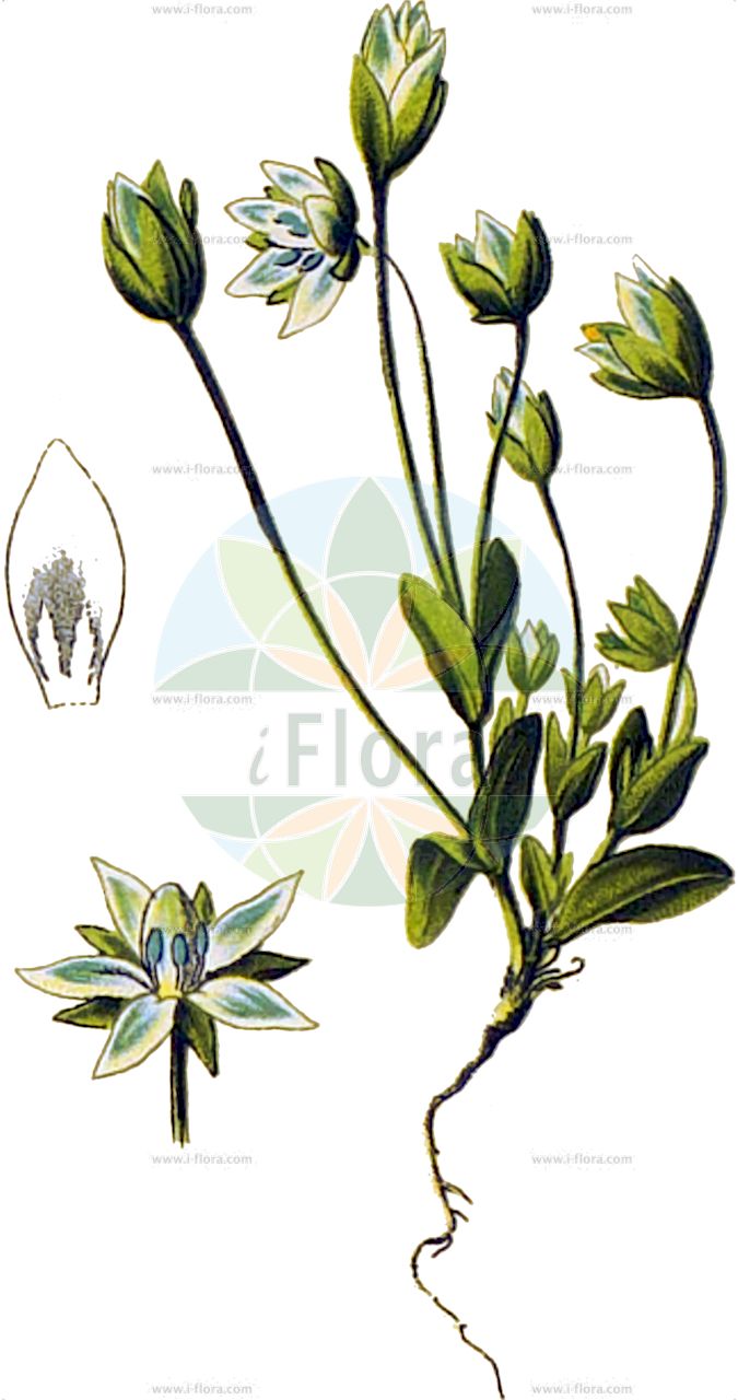 Lomatogonium carinthiacum - Gentianaceae,Plantae,Pteridobiotina,Angiosperms,Gentianales,Gentianaceae,Lomatogonium,Lomatogonium carinthiacum,Eyrythalia carinthiaca, Gentiana carinthiaca, Gentiana rotata, Gentianella carinthiaca, Pleurogyne carinthiaca, Pleurogyne carinthiaca, Pleurogyne carinthiacum var. cordifolium, Swertia carinthiaca,Kärntner Saumnarbe;Tauernblümchen;lomatogonium;Lomatogonium de Carinthie;pleurogyne de Carinthie;Genzianella di Carinzia;ломатогониум каринтийский;safraotu;himesenburi;ヒメセンブリ;ochincel de Carintia;lèi zhù huā;肋柱花