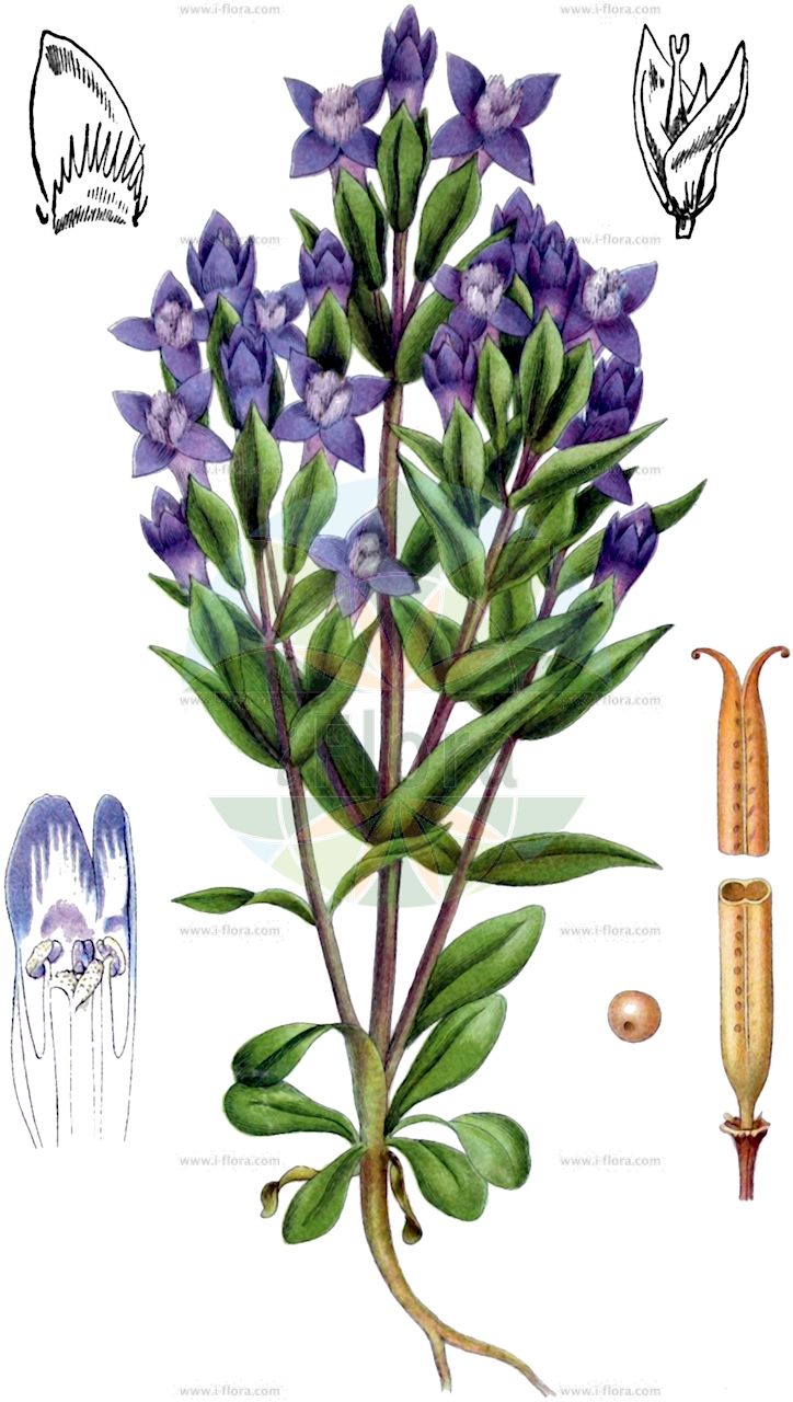 Gentianella campestris - Gentianaceae,Plantae,Pteridobiotina,Angiosperms,Gentianales,Gentianaceae,Gentianella,Gentianella campestris,Cicendia campestris, Eyrythalia campestris, Gentiana campestris, Gentianella campestris, Gentianusa campestris,Feld-Fransenenzian;Feld-Kranzenzian;Feld-Enzian;Isländischer Feld-Fransenenzian;Schwedischer Feld-Fransenenzian;Insubrischer Enzian;Baltischer Feld-Enzian;Baltischer Kranzenzian;field gentian;Gentiane champêtre;Gentiane d'Insubrie;gentiane des champs;gentianelle;Genziana insubrica;genzianella campestre;veldgentiaan;горечавочка полевая;genciana campestre;fältgentiana;bredbægret ensian;goryczka polna;goryczuszka polna;tárnicska;hořeček ladní;horček poľný;põld-emajuureke;lauka drudzenīte;bakkesøte;ketokatkero;maríuvöndur;ganyklinė gencijonėlė