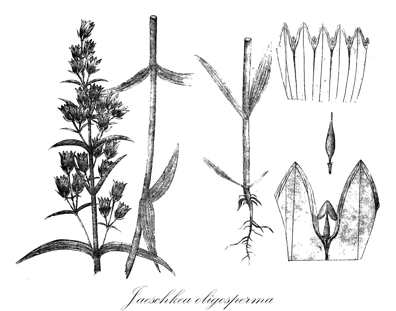 Jaeschkea oligosperma - Gentianaceae,Gentiana jaeschkei, Gentiana oligosperma, Gentiana taeschkei, Jaeschkea gentianoides, Jaeschkea gentiaroides,Plantae,Pteridobiotina,Angiosperms,Gentianales,Gentianaceae,Jaeschkea,Jaeschkea oligosperma
