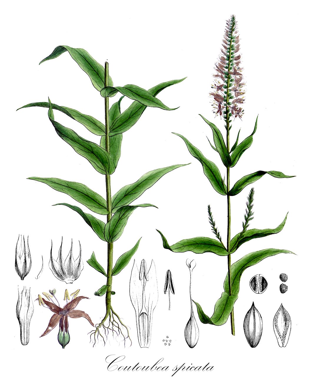 Coutoubea spicata - Gentianaceae,Plantae,Pteridobiotina,Angiosperms,Gentianales,Gentianaceae,Coutoubea,Coutoubea spicata,Coutoubea alba, Coutoubea densiflora, Coutoubea lutea, Coutoubea spicata var. densiflora, Coutoubea ternifolia, Exacum spicatum, Exacum strictum, Exacum ternifolium, Picrium spicatum