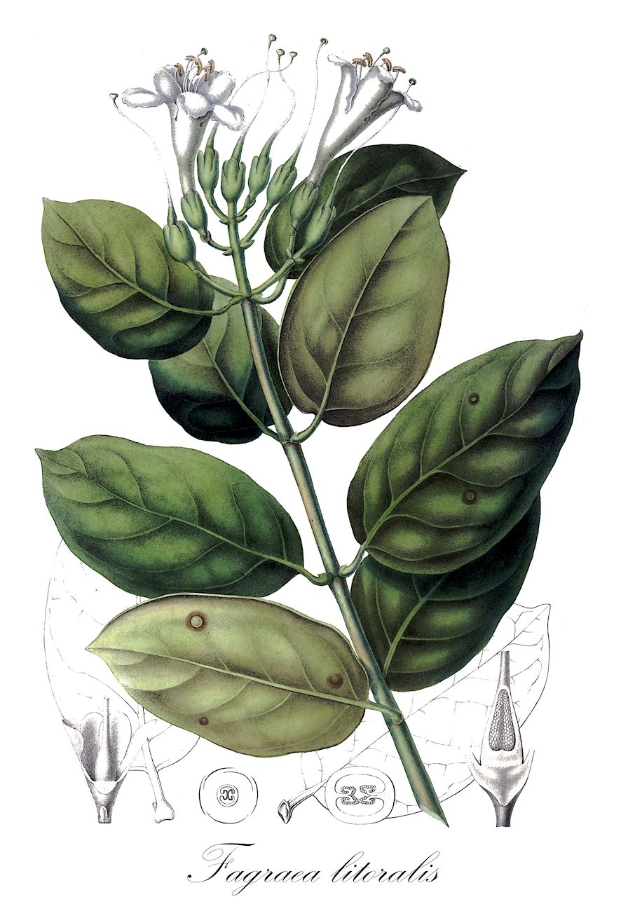 Fagraea litoralis - Gentianaceae,Plantae,Pteridobiotina,Angiosperms,Gentianales,Gentianaceae,Fagraea,Fagraea litoralis