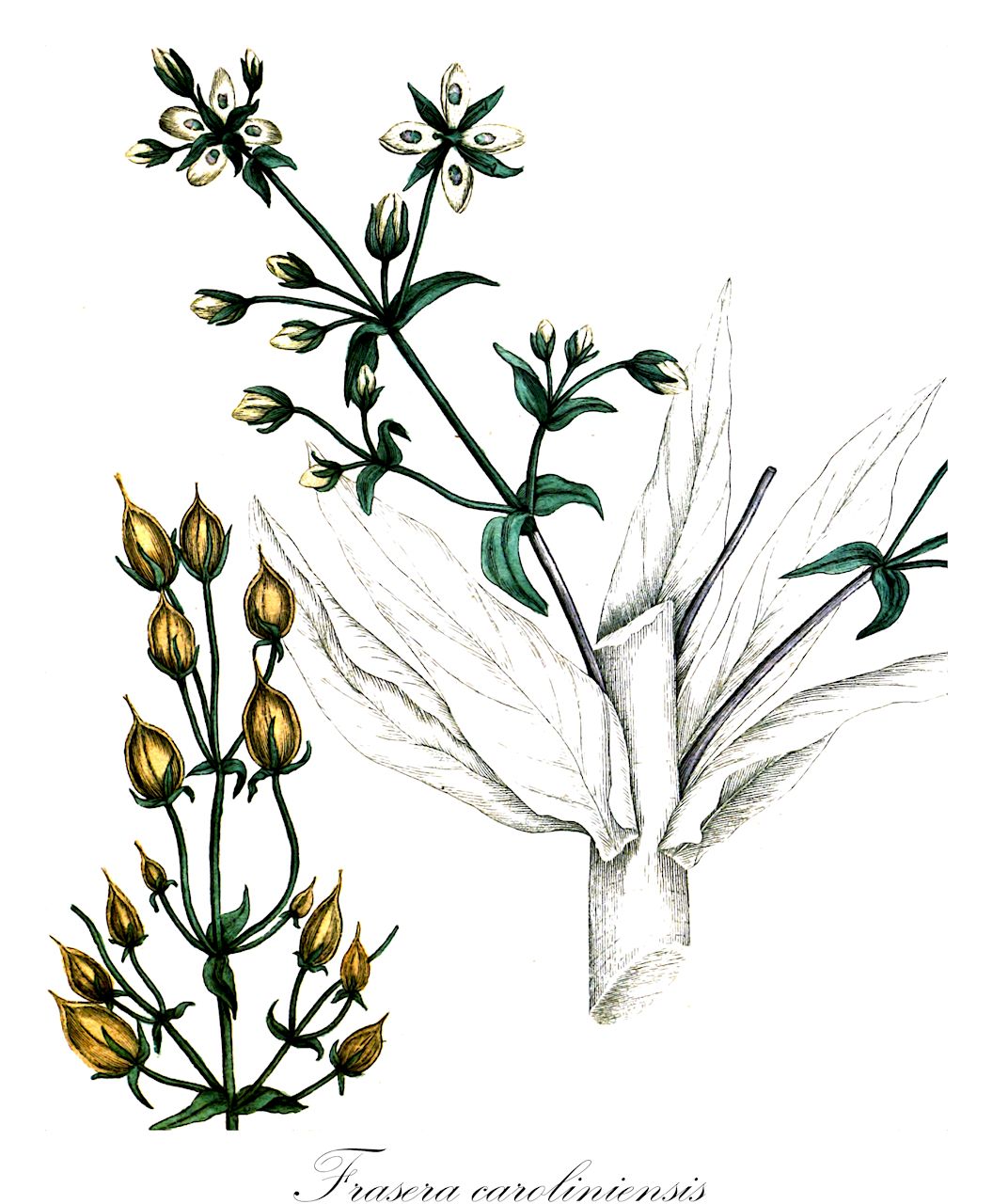 Frasera caroliniensis - Gentianaceae,Plantae,Pteridobiotina,Angiosperms,Gentianales,Gentianaceae,Frasera,Frasera caroliniensis,Frasera officinalis, Frasera verticillata, Frasera walteri, Swertia carolinensis, Swertia carolinensis, Swertia caroliniensis, Swertia frasera