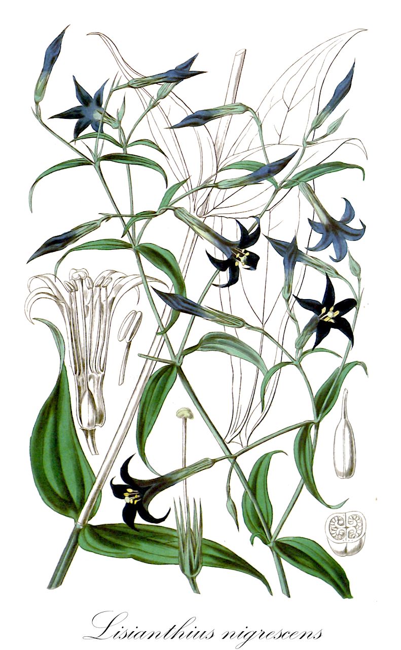 Lisianthius nigrescens - Gentianaceae,Plantae,Pteridobiotina,Angiosperms,Gentianales,Gentianaceae,Lisianthius,Lisianthius nigrescens,Leianthus nigrescens, Lisianthius nigrescens var. chiapensis, Lisianthius nigrescens var. nigrescens, Petasostylis nigrescens