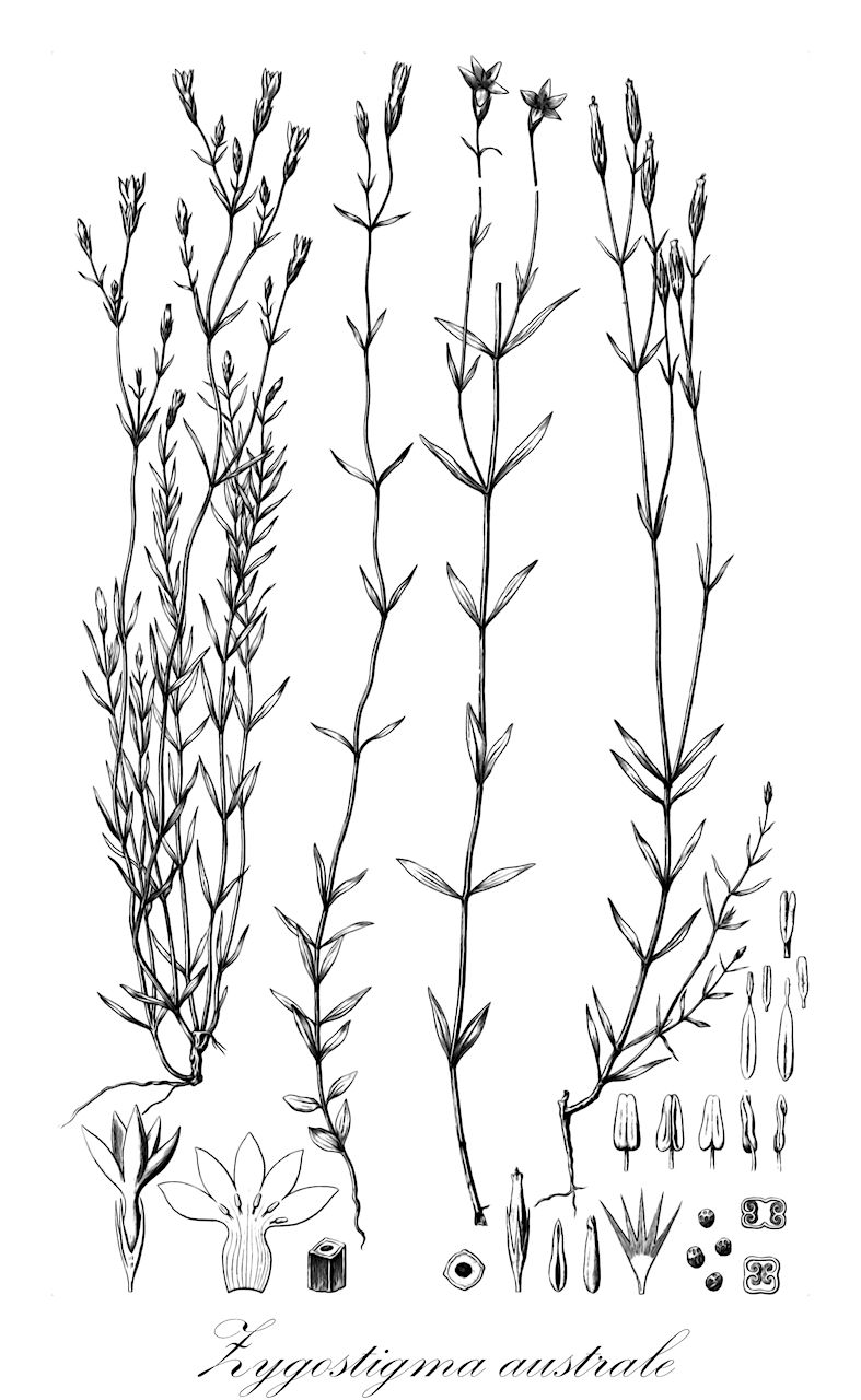 Zygostigma australe - Gentianaceae,Plantae,Pteridobiotina,Angiosperms,Gentianales,Gentianaceae,Zygostigma,Zygostigma australe,Erythraea uniflora, Sabatia australe, Sabatia australis, Zygostigma uniflorum