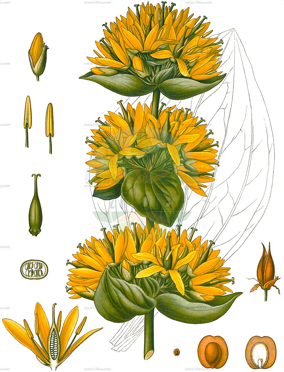 Gentiana lutea - Gentianaceae,Plantae,Pteridobiotina,Angiosperms,Gentianales,Gentianaceae,Gentiana,Gentiana lutea,Asterias lutea, Gentianusa lutea, Swertia lutea,Gelber Enzian;Großer Enzian;Bergfieberwurzel;Gewöhnlicher Gelber Enzian;Edler Enzian;Gebräuchlicher Enzian;Gemeiner Enzian;Bitterwurz;yellow gentian;great yellow gentian;Gentiane jaune;grande gentiane;jansonna;quinquina indigène;genciana amarilla;agenciana;chansana;chonzana;genciana;genciana mayor;junciana;quina;Genziana maggiore;genziana gialla;röda vinbär;geele gentiaan;gele gentiaan;argençana;argençana-dos-pastores;genciana;genciana-amarela;genciana-das-boticas;genciana-das-farmácias;grande-genciana;горечавка жёлтая;sarı afat;gencianë;sanza;genciana groga;genciana vera;žuti srčanik;röd amarant;gull gentiån;gullgentiana;goryczka żółta;košutnik;navadni košutnik;rumeni svišč;sárga tárnics;hořec žlutý;ghințură galbenă;horec žltý;horiepnik žltý;тирлич жовтий;жълта тинтява;жута шириштара;обична линцура;γεντιανή κιτρίνη