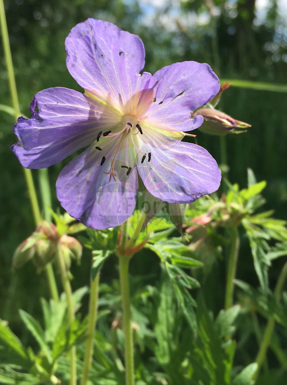 Geranium pratense - Geraniaceae,Plantae,Pteridobiotina,Angiosperms,Geraniales,Geraniaceae,Geranium,Geranium pratense,Geranium acknerianum, Geranium aconitifolium, Geranium alpinum, Geranium batrachioides, Geranium batrachioides, Geranium caeruleum, Geranium coelestinum, Geranium kemulariae, Geranium mariae, Geranium napellifolium, Geranium neapolitanum, Geranium pinetophilum, Geranium pratense f. albiflora, Geranium pratense f. lanigera, Geranium pratense f. leucanthemum, Geranium pratense f. pratense, Geranium pratense subsp. stewartianum, Geranium pratense var. affine, Geranium pratense var. albidum, Geranium pratense var. albiflorum, Geranium pratense var. album, Geranium pratense var. lilacinum, Geranium pratense var. litwinowii, Geranium pratense var. pallidum, Geranium pratense var. parviflorum, Geranium pratense var. parviflorum, Geranium pratense var. plenum, Geranium pratense var. pratense, Geranium pratense var. pubescens, Geranium pratense var. rubrum, Geranium pratense var. stewartianum, Geranium pratense var. tenuisectum, Geranium pratense var. vineale, Geranium rovirae, Geranium rovirae var. purpureum, Geranium sylvaticum var. batrachioides, Geranium valde-pilosum,Wiesen-Storchschnabel;meadow crane's-bill;meadow geranium;woolly geranium;Géranium des prés;géranium des haies;geránio de los prados;geranio de los prados;geranio de prado;geranio quinto;pico de cigüeña quinto;Geranio dei prati;geranio pratense;vlak fonteinkruid;beemdooievaarsbek;герань луговая;hısım ıtırı;rruka e livadheve;gerani de prat;dolinska iglica;vlakblaldige kruisdistel;ängsnäva;eng-storkenæb;bodziszek ląkowy;travniška krvomočnica;mezei gólyaorr;kakost luční;ciocul berzei;pakost lúčny;герань лучна;ливаден здравец;синият здравец;aas-kurereha;pļavas gandrene;engstorkenebb;kyläkurjenpolvi;завинута иглица;ливадски здравац;pievinis snaputis;cǎo dì lǎo guàn cǎo;草地老鹳草