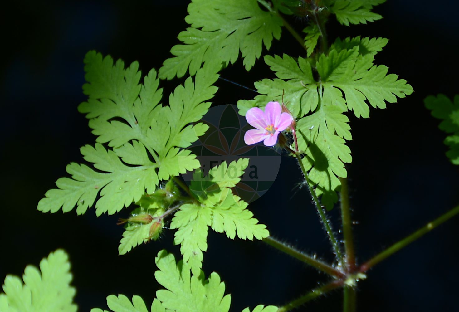 Geranium robertianum - Geraniaceae,Plantae,Pteridobiotina,Angiosperms,Geraniales,Geraniaceae,Geranium,Geranium robertianum,Geranium eriophorum, Geranium foetidum, Geranium graveolens, Geranium inodorum, Geranium lebelii, Geranium lindleyanum, Geranium mosquense, Geranium neapolitanum, Geranium palmatisectum, Geranium pedunculatum, Geranium purpureum var. littorale, Geranium robertianum f. albiflorum, Geranium robertianum f. littorale, Geranium robertianum f. robertianum, Geranium robertianum f. umbraticum, Geranium robertianum subsp. celticum, Geranium robertianum subsp. eurobertianum, Geranium robertianum subsp. maritimum, Geranium robertianum var. albiflorum, Geranium robertianum var. album, Geranium robertianum var. eriophorum, Geranium robertianum var. genuinum, Geranium robertianum var. glabrinux, Geranium robertianum var. inodorum, Geranium robertianum var. littorale, Geranium robertianum var. lucidum, Geranium robertianum var. macropetalum, Geranium robertianum var. maritimum, Geranium robertianum var. rubrum, Geranium robertianum var. villosolum, Geranium rubellum, Geranium scopulicolum, Robertiella robertianum, Robertium vulgare,Stinkender Storchschnabel;Strand-Storchschnabel;Gewöhnliches Ruprechtskraut;Küsten-Ruprechtskraut;Ruprechtskraut;Gewöhnlicher Stinkender Storchschnabel;Küsten-Stink-Storchschnabel;Gewöhnlicher Stink-Storchschnabel;Stink-Storchschnabel;herb-robert;robert's geranium;robert geranium;roundleaf geranium;Géranium herbe à Robert;herbe à Robert;herbe de Saint Robert;aiguilles à Notre-Dame;bec-de-cigogne;bec-de-grue;chancrée;épingle de la Vierge;fourchette du diable;géranium herbe-à-Robert;herbe à l'esquinancie;herbe du roi Robert;herbe rouge;patte d'alouette;hierba de San Roberto;abujones;aguja de pastor;falso perejil;geranio de hoja redonda;geranio de monte;geranio di San Roberto;geranio silvestre;geranio tenedor;geranio tercero;hierba de la esquinancia;hierba de la golondrina;lentina;perejil de burro;pico de cigüeña tercero;Geranio di San Roberto;geranio robertiano;erba Roberta;cimicina;robertskruid;vit-kål;stinkende ooievaarsbek;erva-roberta;pico-de-grou-Robertino;bico-de-grou-robertino;chá-de-são-roberto;erva-de-são-roberto;geránio-fétido;герань Роберта;герань робертовская;dağ ıtırı;kamaroshe;kamaroshe e Robertit;agulles salades;camaroja;gata rabiosa;gerani pudent;güelles salades;herba de sant Jaume;herba de Sant Robert;herba pudenta;herba roberta;poteta de gall;smrdljiva iglica;vit-gröe;stinknäva;stinkende storkenæb;bodziszek cuchnący;smrdljička;nehézszagú gólyaorr;kakost smrdutý;năprasnică;pakost smradľavý;герань робертова;зловонен здравец;haisev kurereha;Roberta gandrene;urdakatt;haisukurjenpolvi;geranyon ha'argaman;גֵּרַנְיוֹן הָאַרְגָּמָן;robertinis snaputis;hàn hóng yú xīng cǎo;汉荭鱼腥草