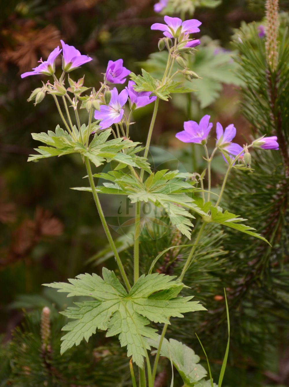 Geranium sylvaticum - Geraniaceae,Plantae,Pteridobiotina,Angiosperms,Geraniales,Geraniaceae,Geranium,Geranium sylvaticum,Geranium alpestre, Geranium angulatum, Geranium argenteum, Geranium caeruleopurpureum, Geranium caroli-principis, Geranium eglandulosum, Geranium endressii var. glandulosum, Geranium fastigiatum, Geranium lemanianum, Geranium losae, Geranium pratense subsp. sylvaticum, Geranium purpureocaeruleum, Geranium ranunculifolium, Geranium striatum, Geranium sylvaticum f. minoriflorum, Geranium sylvaticum f. sublilacinum, Geranium sylvaticum subsp. lemanianum, Geranium sylvaticum var. eglandulosum, Geranium sylvaticum var. fastigiatum, Geranium sylvaticum var. fastigiatum, Geranium sylvaticum var. ferrugineum, Geranium sylvaticum var. glabriusculum, Geranium sylvaticum var. glanduligerum, Geranium sylvaticum var. minus, Geranium sylvaticum var. parviflorum, Geranium sylvaticum var. parviflorum, Geranium sylvaticum var. vestitum, Geranium sylvestre, Geranium transsylvanicum, Geranium venosum,Wald-Storchschnabel;wood crane's-bill;woodland geranium;Géranium des bois;géranium des forêts;pied de perdrix;geranio de bosque;Geranio silvano;geranio silvestre;vit-plister;bosooievaarsbek;герань лесная;orman ıtırı;kamaroshe;kamaroshe e pyllit;gerani de bosc;šumska iglica;vit-noppa;skogsnäva;midsommarblomster;skov-storkenæb;bodziszek leśny;gozdna krvomočnica;erdei gólyaorr;kakost lesní;fratele priboiului;pakost lesný;герань альпійська;герань лісова;горски здравец;mets-kurereha;meža gandrene;sjuskjære;metsäkurjenpolvi;blágresi;шумска иглица;miškinis snaputis