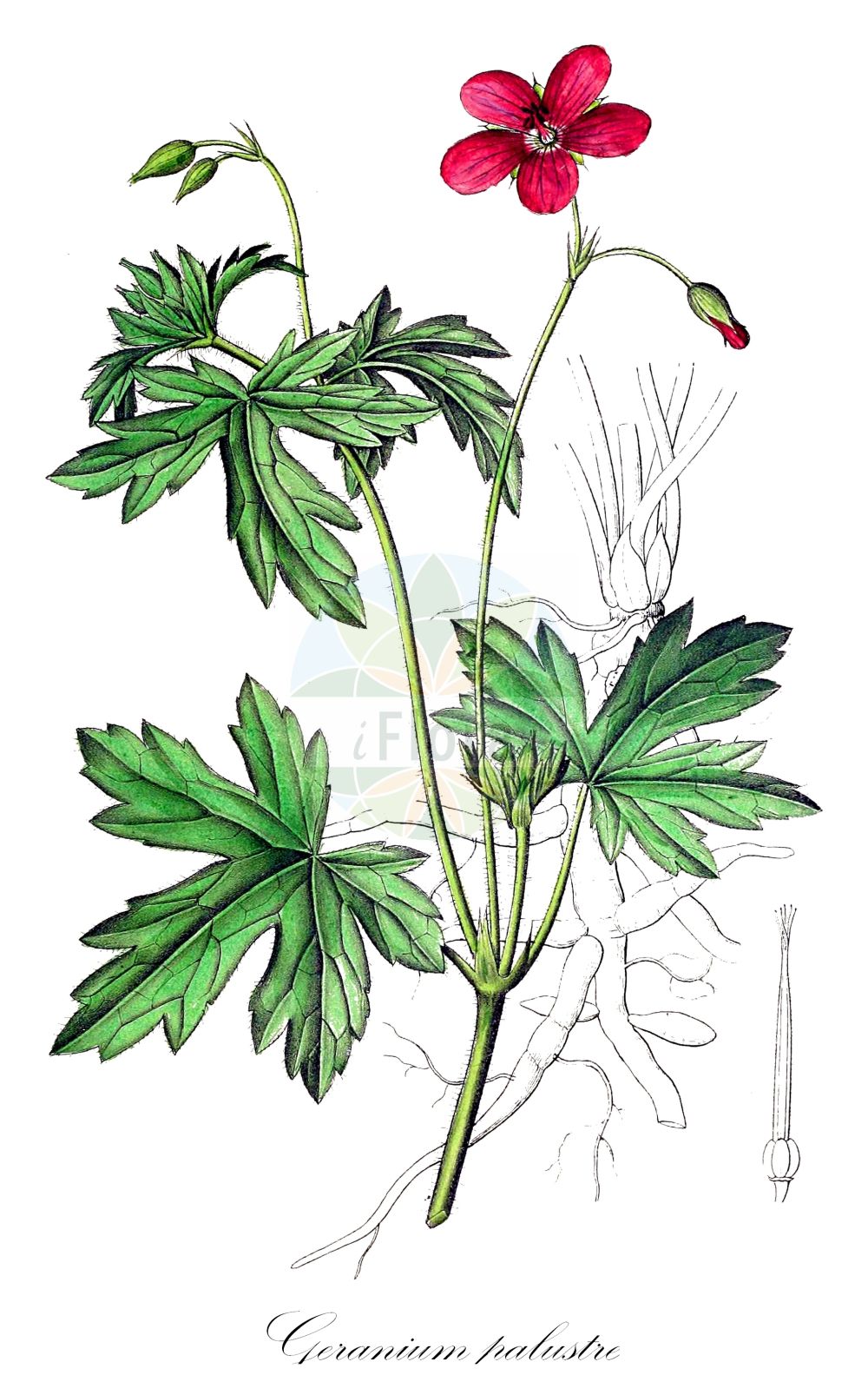 Geranium palustre - Geraniaceae,Plantae,Pteridobiotina,Angiosperms,Geraniales,Geraniaceae,Geranium,Geranium palustre,Geranium duplicatum, Geranium furcatum, Geranium purpureum,Sumpf-Storchschnabel;marsh cranesbill;Géranium des marais;géranium pourpre;Geranio palustre;moerasooievaarsbek;герань болотная;bataklık ıtırı;močvarna iglica;kärrnäva;kær-storkenæb;bodziszek błotny;močvirska krvomočnica;mocsári gólyaorr;kakost bahenní;pakost močiarny;герань болотна;блатен здравец;soo-kurereha;purva gandrene;ojakurjenpolvi;pelkinis snaputis