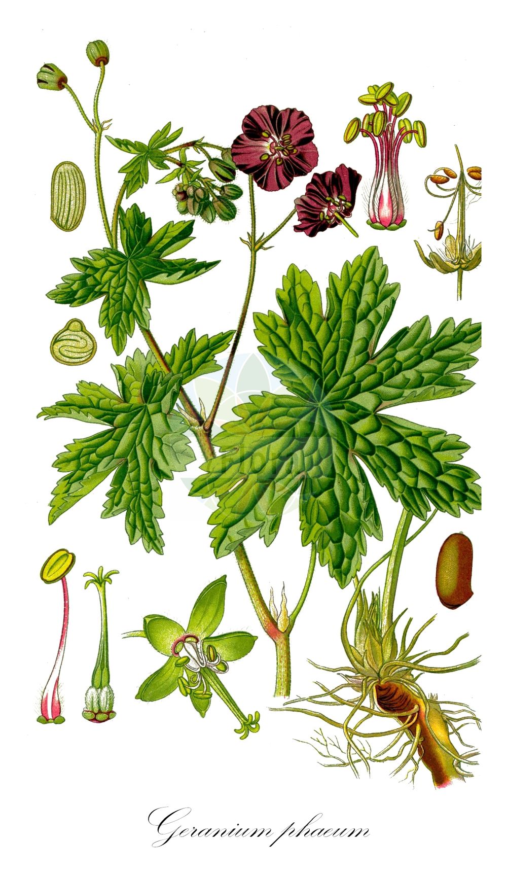 Geranium phaeum - Geraniaceae,Plantae,Pteridobiotina,Angiosperms,Geraniales,Geraniaceae,Geranium,Geranium phaeum,Geranium austriacum, Geranium fuscum, Geranium hungaricum, Geranium lividum, Geranium lividum var. caerulescens, Geranium monacense var. anglicum, Geranium montanum, Geranium patulum, Geranium phaeum f. hungaricum, Geranium phaeum f. pallidum, Geranium phaeum subsp. austriacum, Geranium phaeum subsp. lividum, Geranium phaeum subvar. fuscum, Geranium phaeum var. atropurpureum, Geranium phaeum var. balcanicum, Geranium phaeum var. fuscum, Geranium phaeum var. lividum, Geranium phaeum var. maculatum, Geranium phaeum var. nodosum, Geranium phaeum var. patulum, Geranium planipetalum, Geranium subcoeruleum,Brauner Storchschnabel;Grünlicher Storchschnabel;Blassvioletter Storchschnabel;Gewöhnlicher Brauner Storchschnabel;Bläulicher Storchschnabel;Violetter Storchschnabel;Blassvioletter Braun-Storchschnabel;Gewöhnlicher Braun-Storchschnabel;Dunkles Geranium;dusky crane's-bill;Géranium brun;Géranium livide;Geranio stellato;donkere ooievaarsbek;герань волосистотычинковая;герань краснобурая;герань тёмная;kamaroshe;gerani obscur;smeđa iglica;brunnäva;bølgekronet storkenæb;bodziszek żałobny;rjavordeča krvomočnica;fodros gólyaorr;kakost hnědočervený;pălăria cucului;pakost hnedočervený;герань темна;кафяв здравец;tummakurjenpolvi;mao rui lao guan cao;毛蕊老鹳草