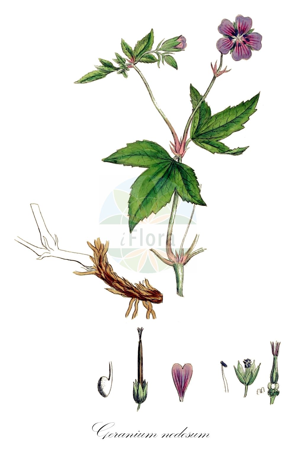 Geranium nodosum - Geraniaceae,Plantae,Pteridobiotina,Angiosperms,Geraniales,Geraniaceae,Geranium,Geranium nodosum,Geranium freyeri, Geranium nodosum subsp. eugeniae,Knotiger Storchschnabel;knotted crane's-bill;Géranium noueux;geranio nodoso;Geranio nodoso;knopiger ooievaarsbek;герань узловатая;gerani nuós;kolenčasta krvomočnica