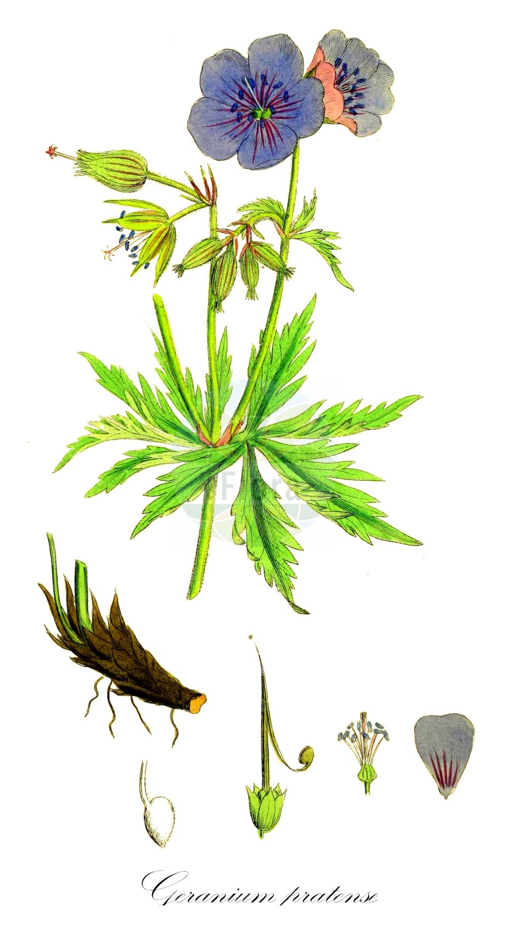 Geranium pratense - Geraniaceae,Plantae,Pteridobiotina,Angiosperms,Geraniales,Geraniaceae,Geranium,Geranium pratense,Geranium acknerianum, Geranium aconitifolium, Geranium alpinum, Geranium batrachioides, Geranium batrachioides, Geranium caeruleum, Geranium coelestinum, Geranium kemulariae, Geranium mariae, Geranium napellifolium, Geranium neapolitanum, Geranium pinetophilum, Geranium pratense f. albiflora, Geranium pratense f. lanigera, Geranium pratense f. leucanthemum, Geranium pratense f. pratense, Geranium pratense subsp. stewartianum, Geranium pratense var. affine, Geranium pratense var. albidum, Geranium pratense var. albiflorum, Geranium pratense var. album, Geranium pratense var. lilacinum, Geranium pratense var. litwinowii, Geranium pratense var. pallidum, Geranium pratense var. parviflorum, Geranium pratense var. parviflorum, Geranium pratense var. plenum, Geranium pratense var. pratense, Geranium pratense var. pubescens, Geranium pratense var. rubrum, Geranium pratense var. stewartianum, Geranium pratense var. tenuisectum, Geranium pratense var. vineale, Geranium rovirae, Geranium rovirae var. purpureum, Geranium sylvaticum var. batrachioides, Geranium valde-pilosum,Wiesen-Storchschnabel;meadow crane's-bill;meadow geranium;woolly geranium;Géranium des prés;géranium des haies;geránio de los prados;geranio de los prados;geranio de prado;geranio quinto;pico de cigüeña quinto;Geranio dei prati;geranio pratense;vlak fonteinkruid;beemdooievaarsbek;герань луговая;hısım ıtırı;rruka e livadheve;gerani de prat;dolinska iglica;vlakblaldige kruisdistel;ängsnäva;eng-storkenæb;bodziszek ląkowy;travniška krvomočnica;mezei gólyaorr;kakost luční;ciocul berzei;pakost lúčny;герань лучна;ливаден здравец;синият здравец;aas-kurereha;pļavas gandrene;engstorkenebb;kyläkurjenpolvi;завинута иглица;ливадски здравац;pievinis snaputis;cǎo dì lǎo guàn cǎo;草地老鹳草