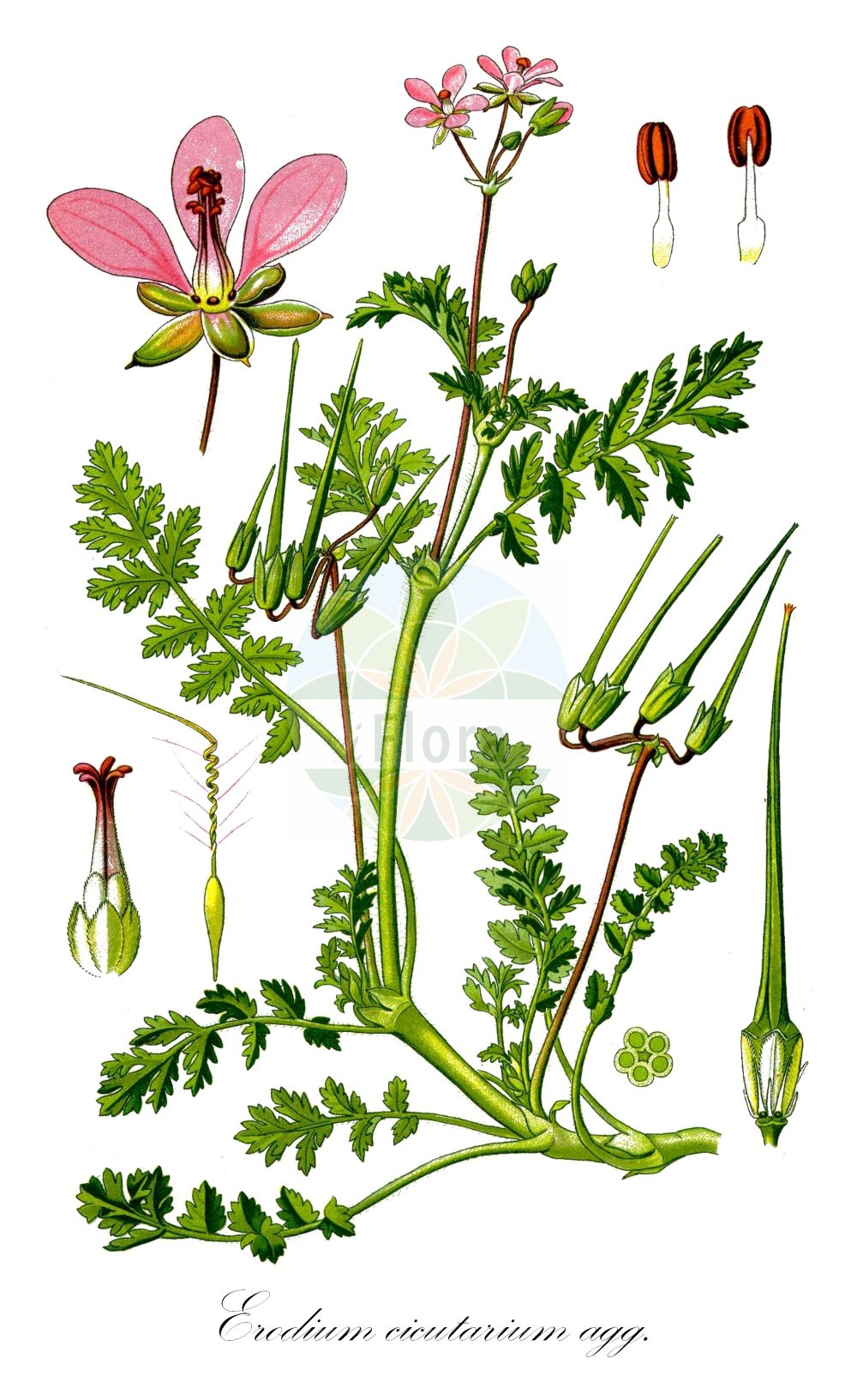 Erodium - Geraniaceae,Biota,Plantae,Pteridobiotina,Tracheophyta,Magnoliopsida,Geraniales,Geraniaceae,Erodium,Myrrhina, Ramphocarpus, Scolopacium