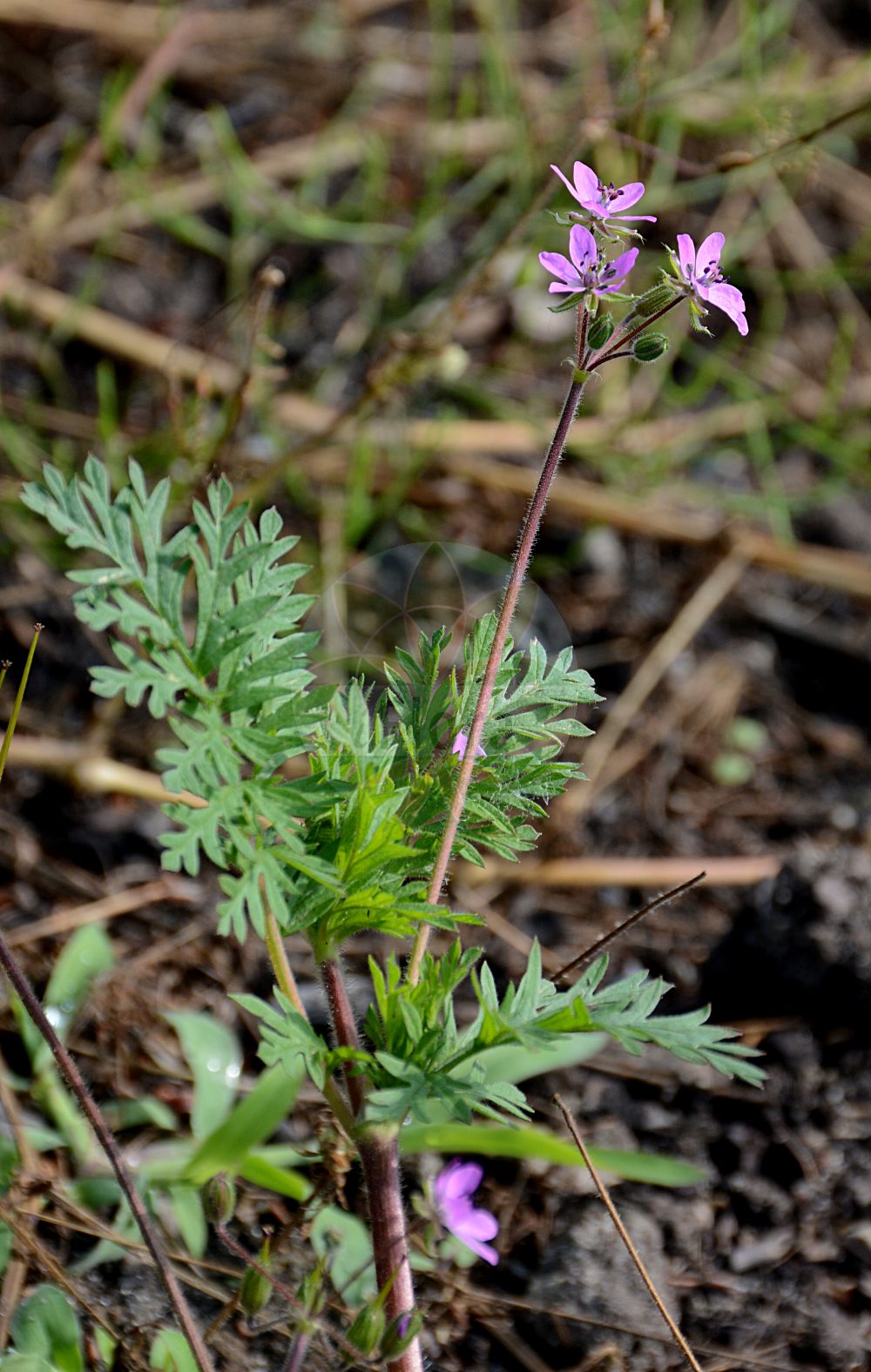 Erodium cicutarium - Geraniaceae,Plantae,Pteridobiotina,Angiosperms,Geraniales,Geraniaceae,Erodium,Erodium cicutarium,Erodium albidum, Erodium alsiniflorum, Erodium arenarium, Erodium atomarium, Erodium baeticum, Erodium ballii, Erodium bipinnatum var. albiflorum, Erodium boraeanum, Erodium carneum, Erodium chaerophyllum, Erodium chaerophyllum, Erodium cicutarium f. arenarium, Erodium cicutarium f. argenteum, Erodium cicutarium f. chaerophyllum, Erodium cicutarium f. hirsutum, Erodium cicutarium f. maculatum, Erodium cicutarium f. pentalobum, Erodium cicutarium f. pimpinellifolium, Erodium cicutarium f. praecox, Erodium cicutarium f. praecox, Erodium cicutarium f. primulaceum, Erodium cicutarium f. subalbidum, Erodium cicutarium prol. dissectum, Erodium cicutarium prol. pimpinellifolium, Erodium cicutarium prol. primulaceum, Erodium cicutarium subsp. atomarium, Erodium cicutarium subsp. dissectum, Erodium cicutarium subsp. dunense, Erodium cicutarium subsp. ontigolanum, Erodium cicutarium subsp. pallidiflorum, Erodium cicutarium subsp. pilosum, Erodium cicutarium subsp. pimpinellifolium, Erodium cicutarium subsp. praecox, Erodium cicutarium subsp. praetermissum, Erodium cicutarium subsp. primulaceum, Erodium cicutarium subsp. triviale, Erodium cicutarium subsp. zairae, Erodium cicutarium unr. primulaceum, Erodium cicutarium var. acaule, Erodium cicutarium var. album, Erodium cicutarium var. arenarium, Erodium cicutarium var. arenicola, Erodium cicutarium var. arvale, Erodium cicutarium var. chaerophyllum, Erodium cicutarium var. cicutaefolium, Erodium cicutarium var. cinereum, Erodium cicutarium var. commixtum, Erodium cicutarium var. estebani, Erodium cicutarium var. filicinum, Erodium cicutarium var. genuinum, Erodium cicutarium var. hirsutum, Erodium cicutarium var. immaculatum, Erodium cicutarium var. pallidiflorum, Erodium cicutarium var. parviflorum, Erodium cicutarium var. pilosum, Erodium cicutarium var. pimpinellifolium, Erodium cicutarium var. praecox, Erodium cicutarium var. primulaceum, Erodium cicutarium var. psilorhynchum, Erodium cicutarium var. pusillum, Erodium cicutarium var. subalbidum, Erodium cicutarium var. triviale, Erodium cicutarium var. typicum, Erodium cicutarium var. viscosum, Erodium cicutarium var. vulgare, Erodium cicutifolium, Erodium commixtum, Erodium danicum, Erodium dissectum, Erodium filicinum, Erodium glutinosum, Erodium himalayanum, Erodium hirsutum, Erodium immaculatum, Erodium jacquinianum var. annuum, Erodium melanostigma, Erodium melanostigma var. grandiflorum, Erodium melanostigma var. thalictroides, Erodium millefolium, Erodium minutiflorum, Erodium moranense, Erodium pallidiflorum, Erodium parviflorum, Erodium pentalobum, Erodium petroselinum, Erodium pilosum, Erodium pilosum, Erodium pilosum var. chaerophyllum, Erodium pilosum var. glutinosum, Erodium pilosum var. subglabrum, Erodium pilosum var. vestitum, Erodium pimpinellifolium, Erodium pimpinellifolium var. hirsutum, Erodium pimpinellifolium var. pilosum, Erodium pimpinellifolium var. subalbidum, Erodium praecox, Erodium praecox f. vernale, Erodium praecox subsp. primulaceum, Erodium praecox var. baeticum, Erodium praecox var. escurialense, Erodium praecox var. primulaceum, Erodium praetermissum, Erodium primulaceum f. praecox, Erodium romanum var. caulescens, Erodium sabulicolum, Erodium subalbidum, Erodium tenuisectum, Erodium triviale, Erodium verbenifolium, Geranium arenicolum, Geranium chaerophyllum, Geranium cicutarium, Geranium cicutarium var. album, Geranium cicutarium var. chaerophyllum, Geranium cicutarium var. erectum, Geranium cicutarium var. pilosissimum, Geranium cicutarium var. pimpinellifolium, Geranium cicutarium var. praecox, Geranium moschatum var. pimpinellifolium, Geranium pentandrum, Geranium petroselinum, Geranium pimpinellifolium, Geranium pimpinellifolium, Geranium praecox, Myrrhina inodora,Gewöhnlicher Reiherschnabel;Dänischer Reiherschnabel;Dünen-Reiherschnabel;Gemeiner Reiherschnabel;common stork's-bill;clocks;common crowfoot;filaree;hemlock storksbill;redstem filaree;redstem storksbill;Bec de grue commun;erodium à feuilles de ciguë;petit bec-de-cigogne;petit géranium;érodium à feuilles de ciguë;petit géranium-ciguë;cicutaire;bec-de-cigogne commun;bec-de-grue à feuilles de ciguë;bec-de-grue commun;bec-de-grue de Salzmann;cicutaire à feuilles de ciguë;érodium poilu;agujas;peine de bruca;tachuela;forquilles;peludilla;relojito;alfilerillo;aguja de pastor;agujas de pastor;agujas de vaquero;agujetas;agujonas;alfeliteros;alfileres;alfileres de pastor;alfilerillo de pastor;alfilerillo zanahoria;alfileritos;hierba de la coralina;pata de gallo;pata peine de bruja;peine de Venus;pico de cigüeña;relojes;relojetes;repimpim;salseta de pastor;tenedores;tintones;Becco di gru comune;rostro di gru;erba cicutaria;becco di grù comune;becco di grù peloso;cicutaria;rostro di grù;vlottende waterranonkel;gewoone reigersbek;gewone reigersbek;duinreigersbeck;bico-de-cegonha;piqueta;piquetas;repimpim;журавельник цикутовый;аистник обыкновенный;аистник цикутный;аистник цикутовый;грабельки;журавельник веховый;журавельник обыкновенный;iğnelik;erodë;gjilpërqyqja;sqep-çafke;agulletes;agulletes de bruixa;agulloles;banya de bou;cargola cicutària;curripeus;forquilles;rellogets;skatnäva;hejrenæb;iglica pospolita;corandafuuro;orandafuuro;オランダフウロ;navadni čapljevec;bürökgémorr;pumpava obecná;pumpava rozpuková;pliscul cocorului;bocianik rozpukovitý;грабельки звичайні;цикутово часовниче;kurekael;velnarutku grābeklīte;tranehals;peltokurjennokka;жива трава;обични чапљан;makkor-chasidah gazur;מַקּוֹר-חֲסִידָה גָּזוּר;paprastasis dalgutis;βελονίδα;qín yè mang niú ér miáo;芹叶牻牛儿苗