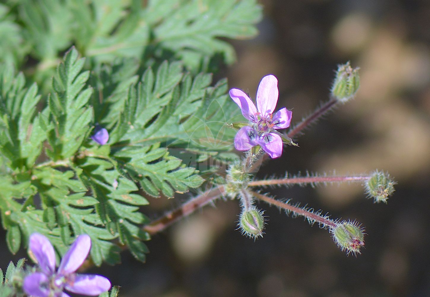 Erodium moschatum - Geraniaceae,Plantae,Pteridobiotina,Angiosperms,Geraniales,Geraniaceae,Erodium,Erodium moschatum,Erodium allotrichum, Erodium australe, Erodium cicutarium var. allotrichum, Erodium dentatum, Erodium moschatum f. praecox, Erodium moschatum var. australe, Erodium moschatum var. maculatum, Erodium moschatum var. minor, Erodium moschatum var. moschatum, Erodium moschatum var. praecox, Erodium moschatum var. scissifolium, Erodium moschatum var. typicum, Erodium robertianum, Geranium cicutarium var. moschatum, Geranium moschatum, Geranium moschatum,Moschus-Reiherschnabel;musk stork's-bill;musky crowfoot;musky storksbill;whitestem filaree;Bec de grue musqué;erodium musqué;érodium musqué;bec-de-cigogne musqué;bec-de-grue musqué;cicutaire musquée;alfiler;tenedor;almizclera;geranio de almizcle;geránio de almizcle;hierba de almizcle;agujas de Nuestra Señora;alfileres almizcleños;almizcleña;barbadejos;ceriñuelo;geranio almizclado;hierba almizclada;hierba almizclera;hierba del moro;relojes;tuercegallos;Becco di gru aromatico;geranio muschiato;erba moscada;becco di grù aromatico;vleeskleurige dophei;muskusreigersbek;agulheira-moscada;agulha-de-pastor-moscada;agulha-moscada;almiscareira;bico-de-cegonha-moscado;bico-de-grou-moscado;erva-alfinete;erva-relógio;foguetes;gerânio-moscado;piquêtas;аистник мускатный;аистник мускусный;kulunca;agulletes;agullot;almesquer;almesquera;cargola moscada;curripeus;herba de l'almesc;herba del moro;čapljan;mysknäva;jakôorandafûro;ジャコウオランダフウロ;muškatni čapljevec;pézsmagémorr;pumpava pižmová;myskikurjennokka;makkor-chasidah matzui;מַקּוֹר-חֲסִידָה מָצוּי;ħaxixa tal-misk
