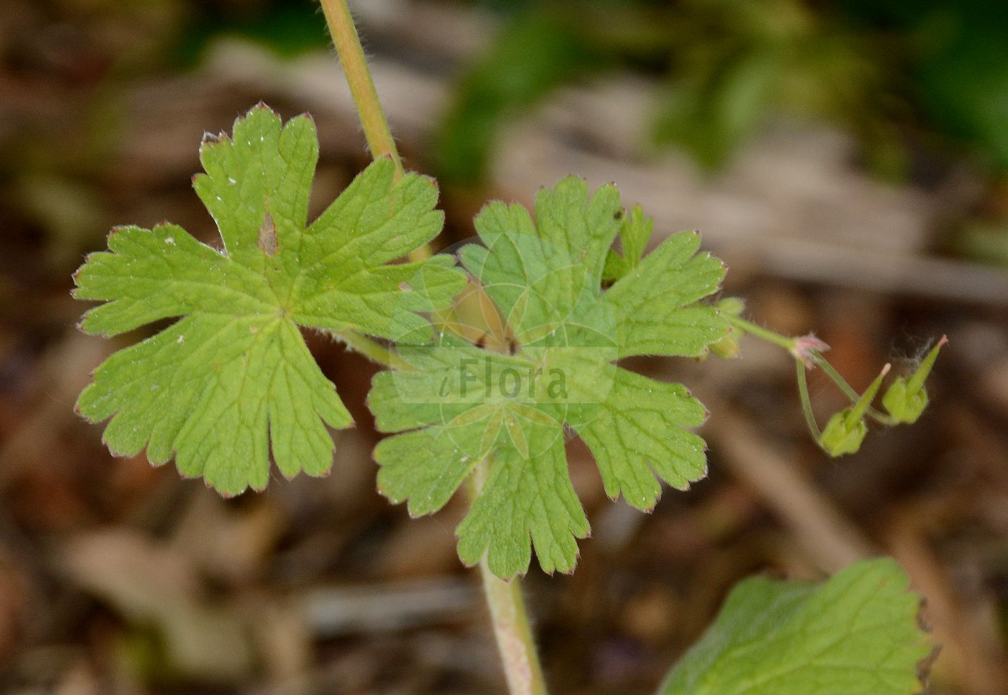 Geranium pyrenaicum - Geraniaceae,Plantae,Pteridobiotina,Angiosperms,Geraniales,Geraniaceae,Geranium,Geranium pyrenaicum,Geranium pyrenaicum var. longipedicellatum, Trifolium pyrenaicum,Pyrenäen-Storchschnabel;Anger-Storchschnabel;hedgerow crane's-bill;Géranium des Pyrénées;geranio de los Pirineos;Geranio dei Pirenei;vit-klöver;Pyrenese ooievaarsbek;bermooievaarsbek;герань пиренейская;gelinçarşafı;kamaroshe;rruka e Pirinejeve;pirenejska iglica;vit kattost;skuggnäva;Pyrenæisk storkenæb;bodziszek pirenejski;pirenejska krvomočnica;déli gólyaorr;pireneusi gólyaorr;kakost pyrenejský;pakost pyrenejský;герань піренейська;пиренейски здравец;pürene kurereha;Pireneju gandrene;astestorkenebb;askestorkenebb;pyreneittenkurjenpolvi;царево око;pirėninis snaputis