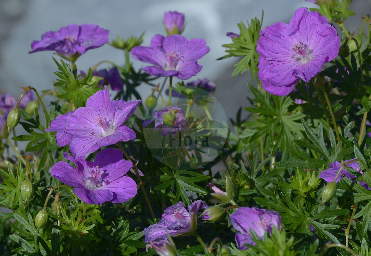 Geranium sanguineum - Geraniaceae,Plantae,Pteridobiotina,Angiosperms,Geraniales,Geraniaceae,Geranium,Geranium sanguineum,Geranium grandiflorum, Geranium lancastriense, Geranium prostratum, Geranium sanguineiforme, Geranium sanguineum f. grandiflorum, Geranium sanguineum f. villosum, Geranium sanguineum subsp. sanguineiforme, Geranium sanguineum var. album, Geranium sanguineum var. angustilobum, Geranium sanguineum var. biflorum, Geranium sanguineum var. elatius, Geranium sanguineum var. erectum, Geranium sanguineum var. incisum, Geranium sanguineum var. lancastriense, Geranium sanguineum var. majus, Geranium sanguineum var. prostratum, Geranium sanguineum var. sanguineiforme, Geranium sanguineum var. striatum,Blut-Storchschnabel;Blutroter Storchschnabel;Blut-Storchenschnabel;bloody crane's-bill;blood-red geranium;bloody geranium;Géranium sanguin;bec-de-grue;géranium rouge-sang;herbe à becquet;sanguinaire;sanguinaria;geranio sanguino;aguja sangrienta;geranio de sangre;geranio rojo;Geranio sanguigno;bloedooievaarsbek;geranio-sanguineo;geránio-sanguíneo;bico-de-grou-sanguineo;gerânio-sanguineo;герань кровянокрасная;волчья стопа;герань гималайская;герань Миболда;ece ıtırı;kamaroshe;kamaroshe me ngjyrë gjaku;agulles;gerani sanguini;guëlles;crvena iglica;blodnäva;blodrød storkenæb;bodziszek czerwony;bodziszek himalajski;krvavordeča krvomočnica;piros gólyaorr;kakost krvavý;pakost krvavý;герань криваво-червона;кръвен здравец;кървавочервен здравец;verev kurereha;asinssārtā gandrene;blodstorkenebb;verikurjenpolvi;idänkurjenpolvi;девојачко око;здравињак;raudonžiedis snaputis;dà huā lǎo guàn cǎo;大花老鹳草