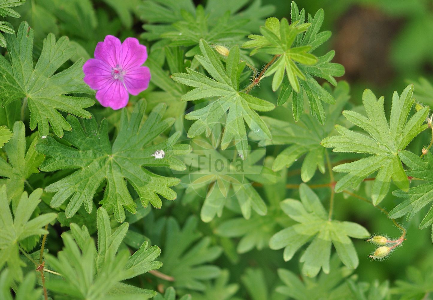 Geranium sanguineum - Geraniaceae,Plantae,Pteridobiotina,Angiosperms,Geraniales,Geraniaceae,Geranium,Geranium sanguineum,Geranium grandiflorum, Geranium lancastriense, Geranium prostratum, Geranium sanguineiforme, Geranium sanguineum f. grandiflorum, Geranium sanguineum f. villosum, Geranium sanguineum subsp. sanguineiforme, Geranium sanguineum var. album, Geranium sanguineum var. angustilobum, Geranium sanguineum var. biflorum, Geranium sanguineum var. elatius, Geranium sanguineum var. erectum, Geranium sanguineum var. incisum, Geranium sanguineum var. lancastriense, Geranium sanguineum var. majus, Geranium sanguineum var. prostratum, Geranium sanguineum var. sanguineiforme, Geranium sanguineum var. striatum,Blut-Storchschnabel;Blutroter Storchschnabel;Blut-Storchenschnabel;bloody crane's-bill;blood-red geranium;bloody geranium;Géranium sanguin;bec-de-grue;géranium rouge-sang;herbe à becquet;sanguinaire;sanguinaria;geranio sanguino;aguja sangrienta;geranio de sangre;geranio rojo;Geranio sanguigno;bloedooievaarsbek;geranio-sanguineo;geránio-sanguíneo;bico-de-grou-sanguineo;gerânio-sanguineo;герань кровянокрасная;волчья стопа;герань гималайская;герань Миболда;ece ıtırı;kamaroshe;kamaroshe me ngjyrë gjaku;agulles;gerani sanguini;guëlles;crvena iglica;blodnäva;blodrød storkenæb;bodziszek czerwony;bodziszek himalajski;krvavordeča krvomočnica;piros gólyaorr;kakost krvavý;pakost krvavý;герань криваво-червона;кръвен здравец;кървавочервен здравец;verev kurereha;asinssārtā gandrene;blodstorkenebb;verikurjenpolvi;idänkurjenpolvi;девојачко око;здравињак;raudonžiedis snaputis;dà huā lǎo guàn cǎo;大花老鹳草