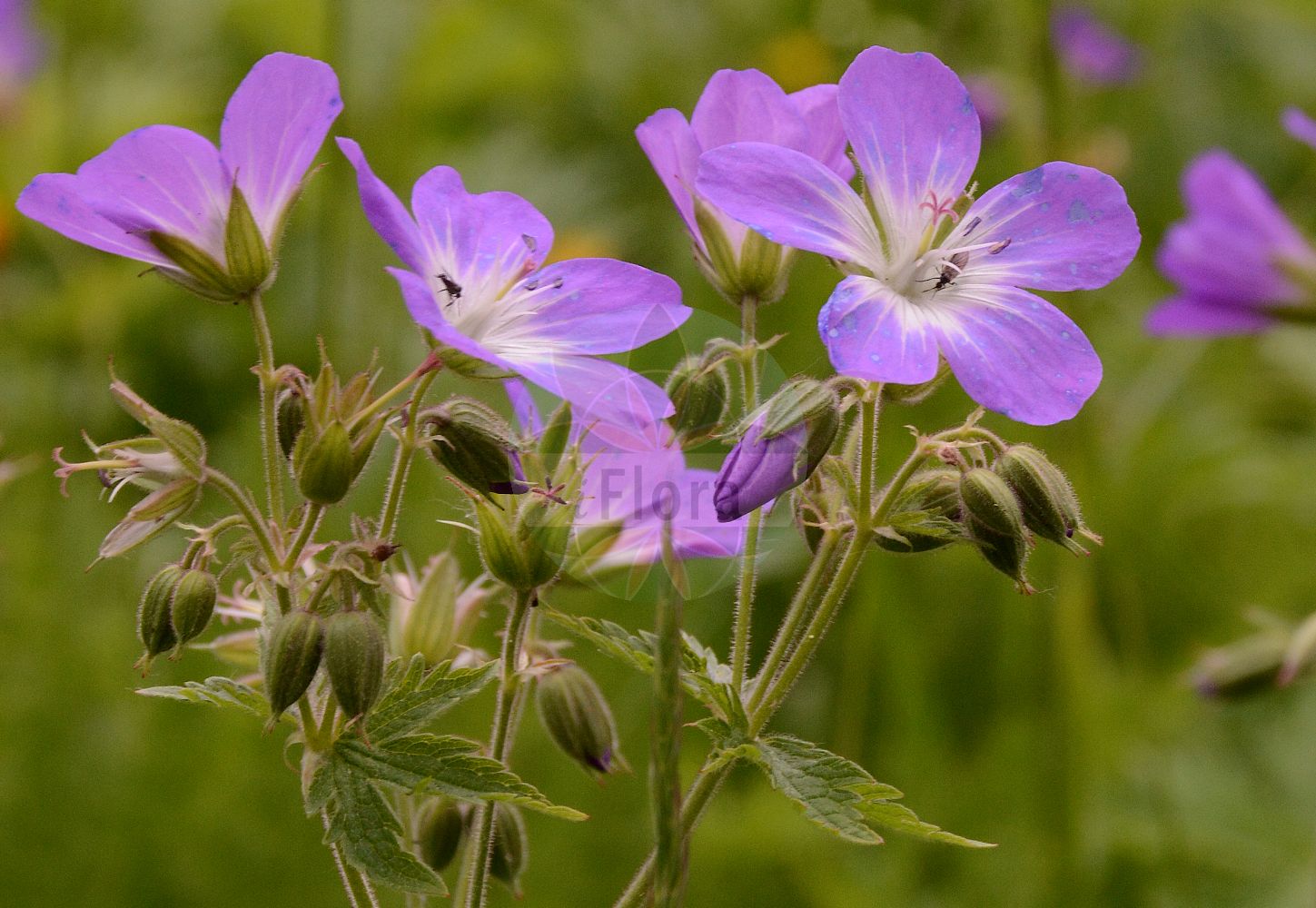 Geranium sylvaticum - Geraniaceae,Plantae,Pteridobiotina,Angiosperms,Geraniales,Geraniaceae,Geranium,Geranium sylvaticum,Geranium alpestre, Geranium angulatum, Geranium argenteum, Geranium caeruleopurpureum, Geranium caroli-principis, Geranium eglandulosum, Geranium endressii var. glandulosum, Geranium fastigiatum, Geranium lemanianum, Geranium losae, Geranium pratense subsp. sylvaticum, Geranium purpureocaeruleum, Geranium ranunculifolium, Geranium striatum, Geranium sylvaticum f. minoriflorum, Geranium sylvaticum f. sublilacinum, Geranium sylvaticum subsp. lemanianum, Geranium sylvaticum var. eglandulosum, Geranium sylvaticum var. fastigiatum, Geranium sylvaticum var. fastigiatum, Geranium sylvaticum var. ferrugineum, Geranium sylvaticum var. glabriusculum, Geranium sylvaticum var. glanduligerum, Geranium sylvaticum var. minus, Geranium sylvaticum var. parviflorum, Geranium sylvaticum var. parviflorum, Geranium sylvaticum var. vestitum, Geranium sylvestre, Geranium transsylvanicum, Geranium venosum,Wald-Storchschnabel;wood crane's-bill;woodland geranium;Géranium des bois;géranium des forêts;pied de perdrix;geranio de bosque;Geranio silvano;geranio silvestre;vit-plister;bosooievaarsbek;герань лесная;orman ıtırı;kamaroshe;kamaroshe e pyllit;gerani de bosc;šumska iglica;vit-noppa;skogsnäva;midsommarblomster;skov-storkenæb;bodziszek leśny;gozdna krvomočnica;erdei gólyaorr;kakost lesní;fratele priboiului;pakost lesný;герань альпійська;герань лісова;горски здравец;mets-kurereha;meža gandrene;sjuskjære;metsäkurjenpolvi;blágresi;шумска иглица;miškinis snaputis