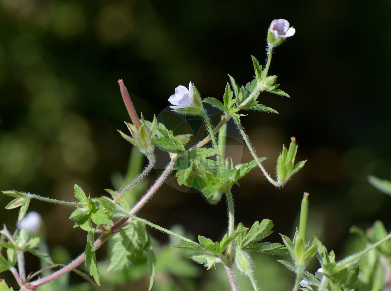 Geranium sibiricum - Geraniaceae,Plantae,Pteridobiotina,Angiosperms,Geraniales,Geraniaceae,Geranium,Geranium sibiricum,Geranium acrocarphum, Geranium amurense, Geranium europaeum, Geranium popovii, Geranium ruthenicum, Geranium sibiricum f. glabrius, Geranium sibiricum subsp. eusibiricum, Geranium sibiricum subsp. popovii, Geranium sibiricum subsp. ruthenicum, Geranium sibiricum var. glabrius, Geranium sibiricum var. multiflorum, Geranium variabile,Sibirischer Storchschnabel;siberian geranium;Géranium de Sibérie;Geranio di Siberia;герань сибирская;inci ıtırı;ryssnäva;bodziszek błotny;ichigefuro;ichige-fûro;イチゲフウロ;sibirska krvomočnica;szibériai gólyaorr;kakost sibiřský;pakost sibírsky;герань сибірська;siberi kurereha;Sibīrijas gandrene;siperiankurjenpolvi;sibirinis snaputis;shǔ zhǎng lǎo guàn cǎo;鼠掌老鹳草